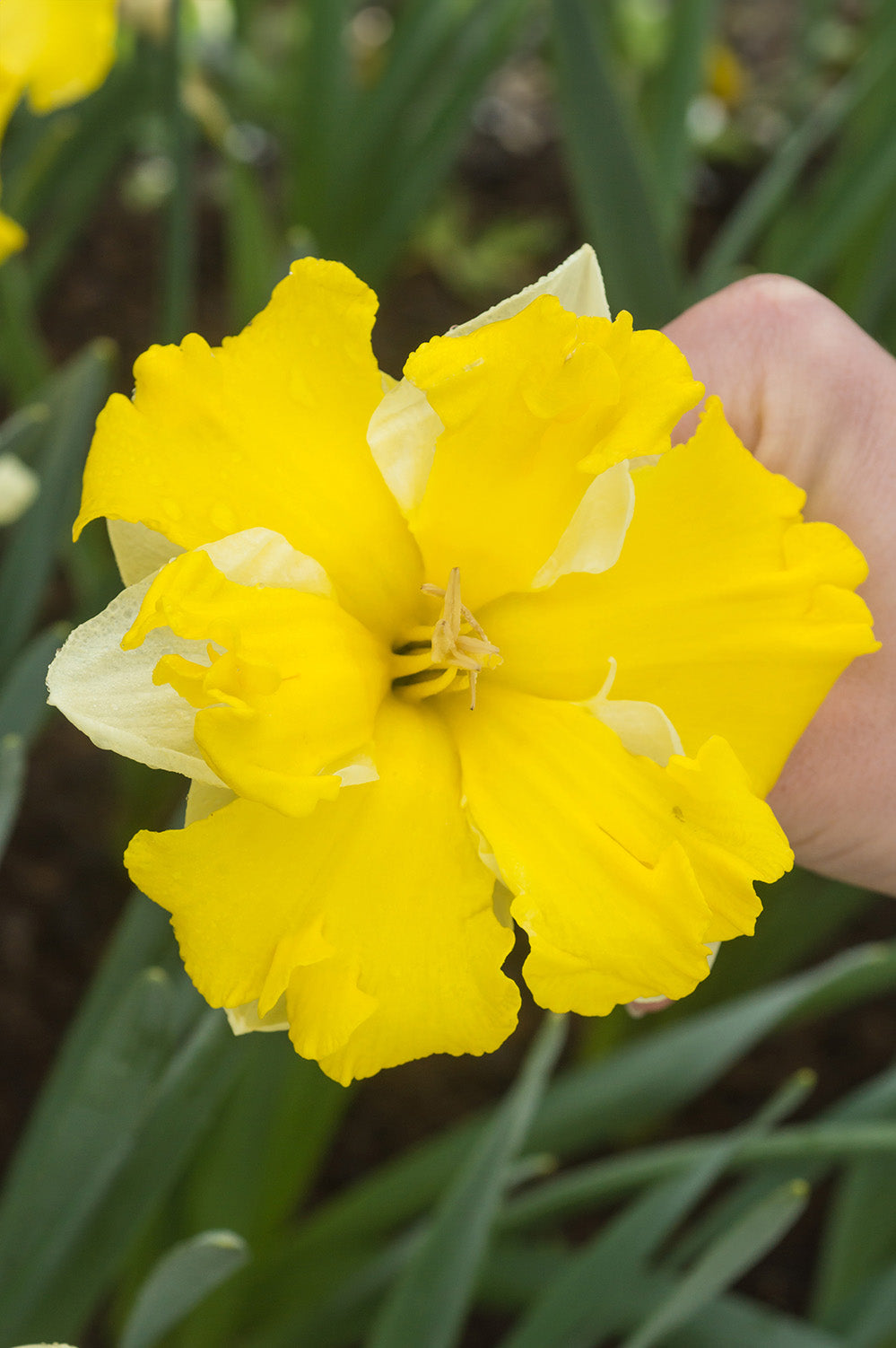 Daffodil/Narcissus