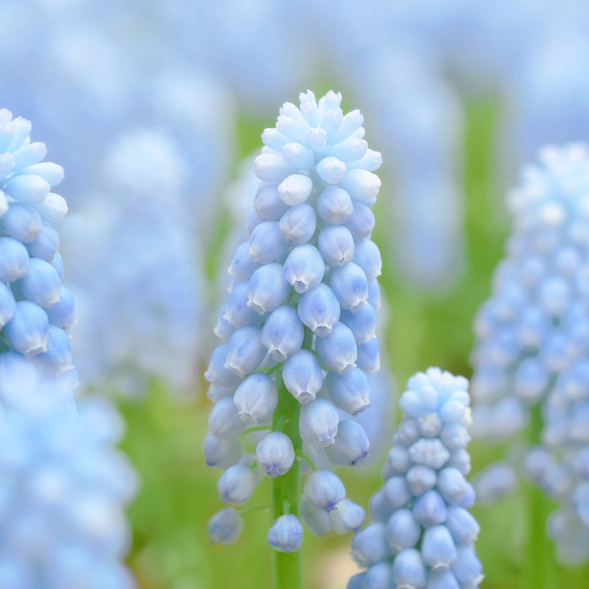 Muscari
