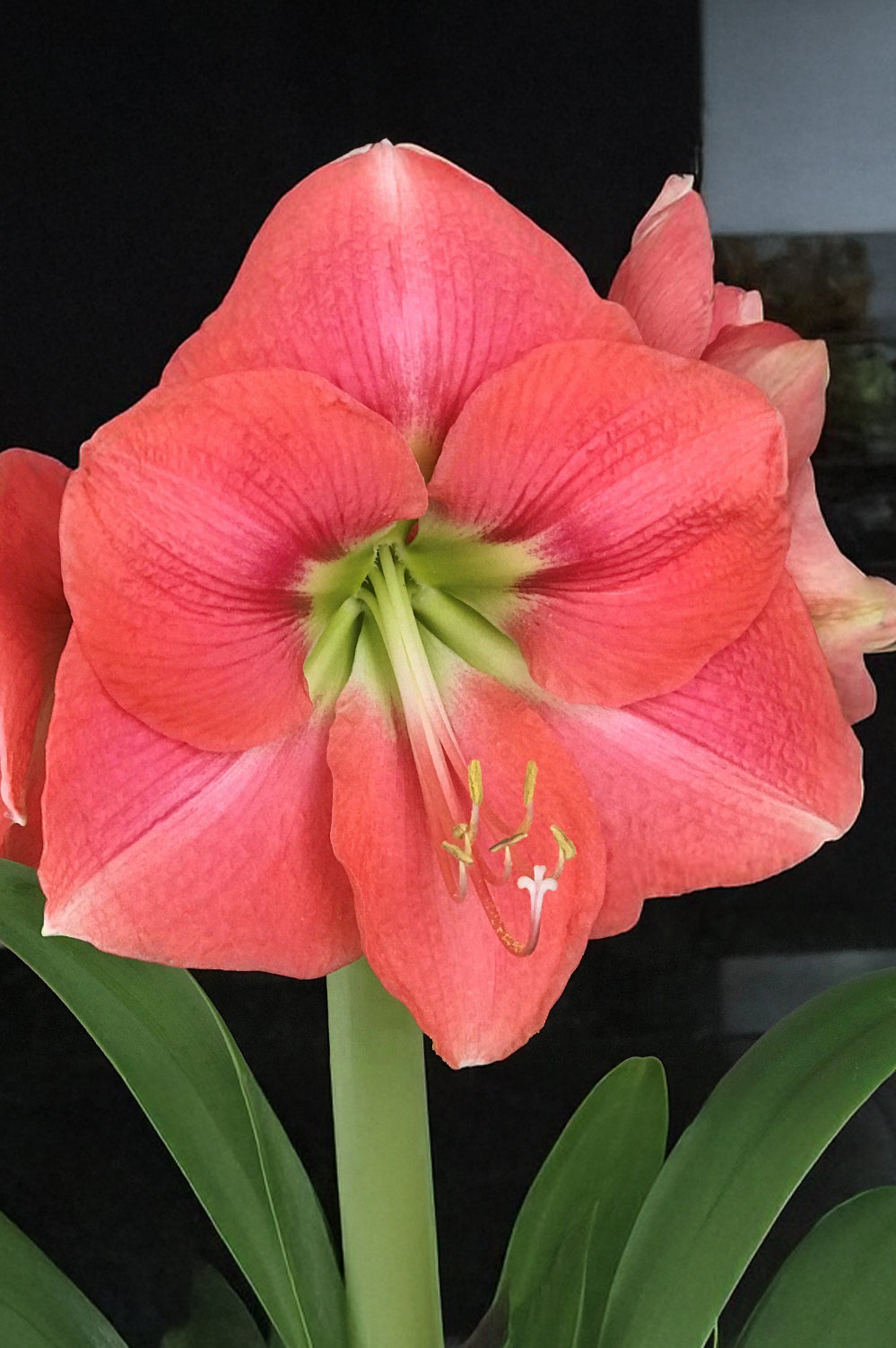 Hippeastrum/Amaryllis Vera Gift Box