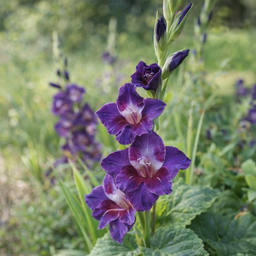 Gladiolus Velvet Eyes (5 Bulbs)
