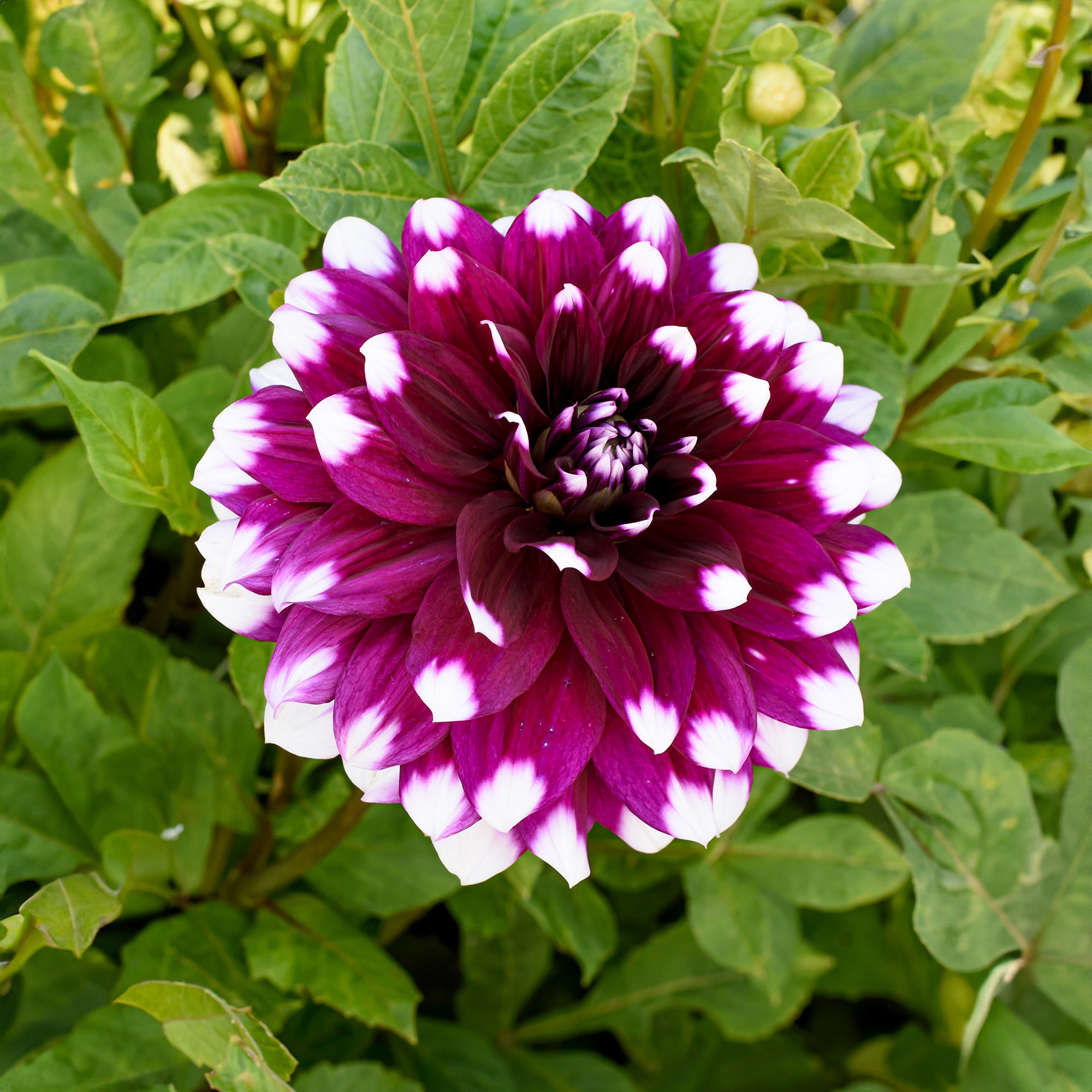 Dahlia Decorative Mystery Day (1 Bulb)