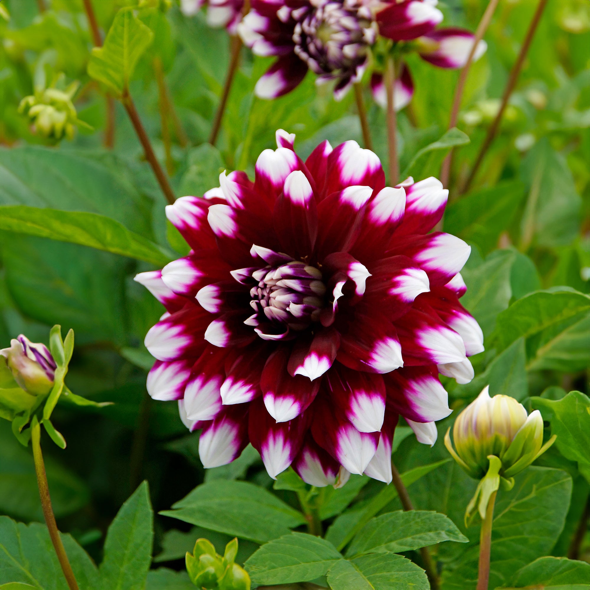 Dahlia Decorative Mystery Day (1 Bulb)