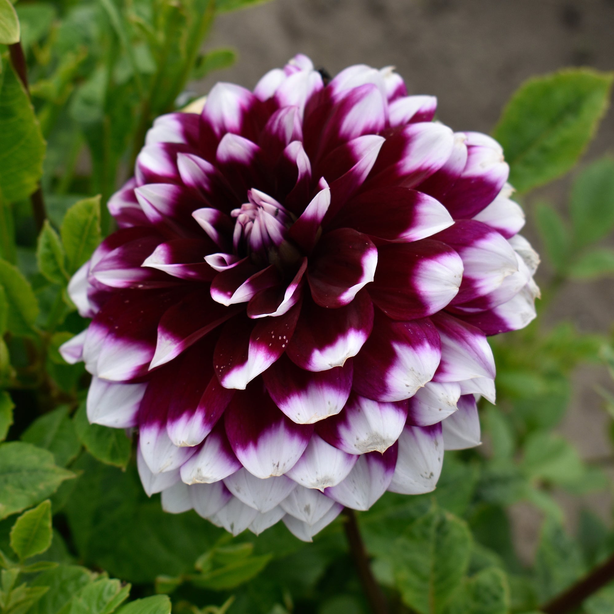 Dahlia Decorative Mystery Day (1 Bulb)