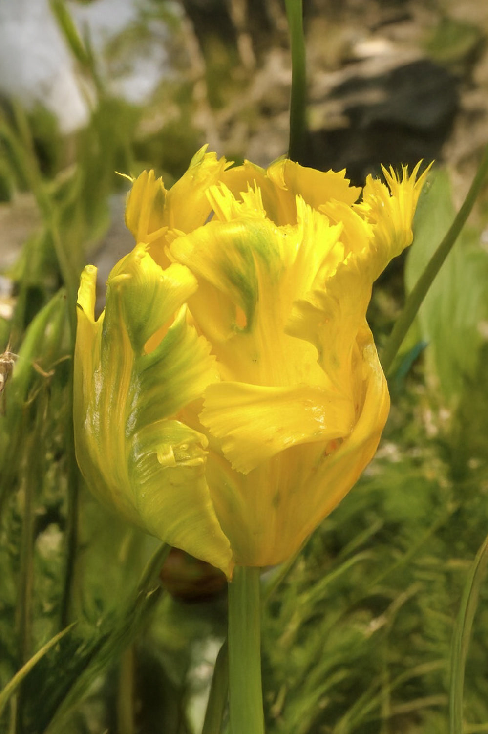 Tulip Parrot Eagle Wings