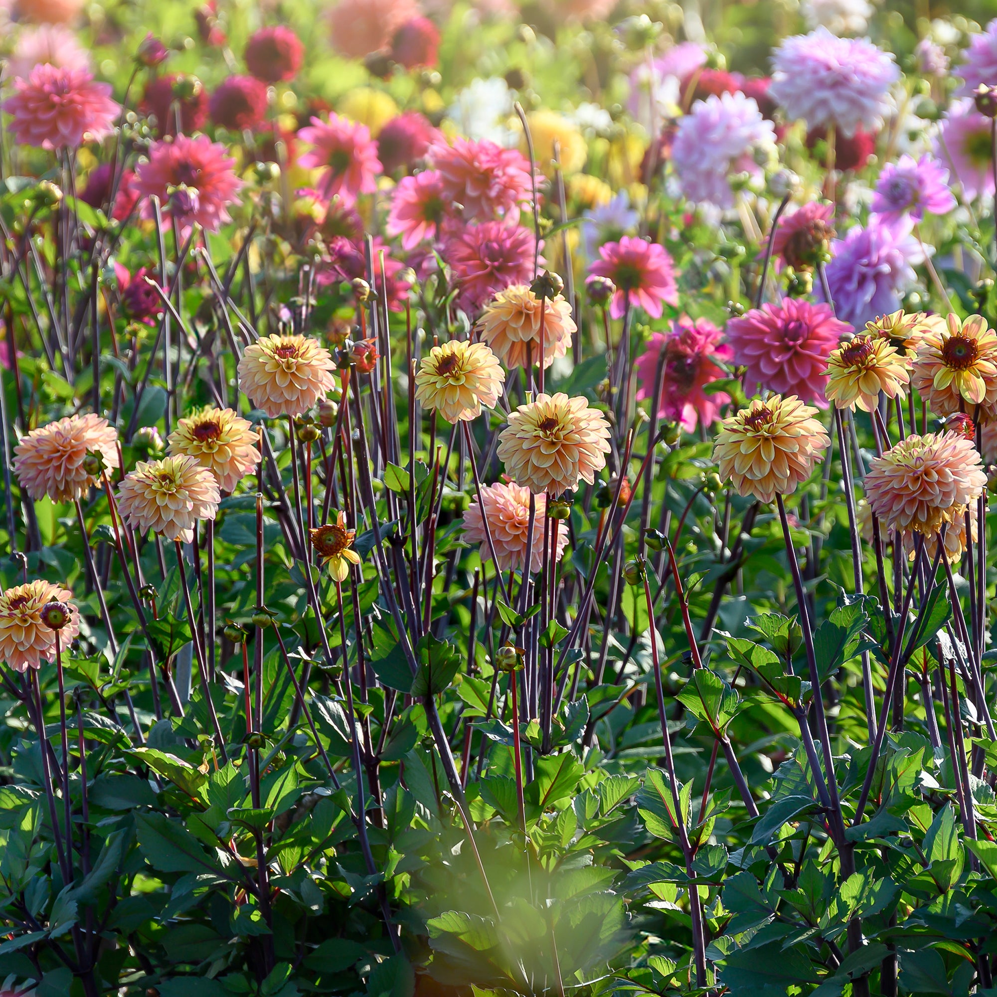 Dahlia Decorative Gelia (1 Bulb)