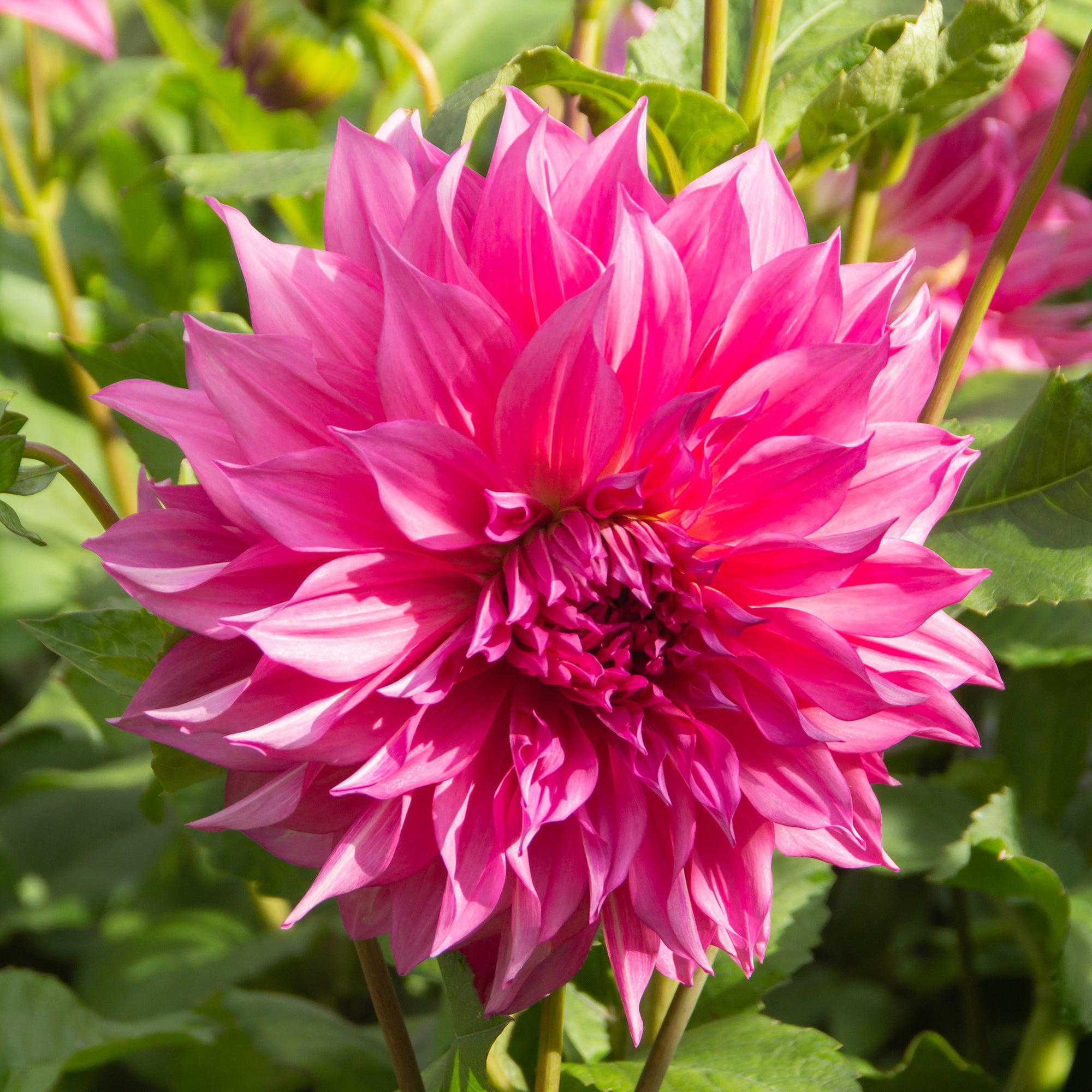 Dahlia Café au Lait Rosé (1 Bulb)