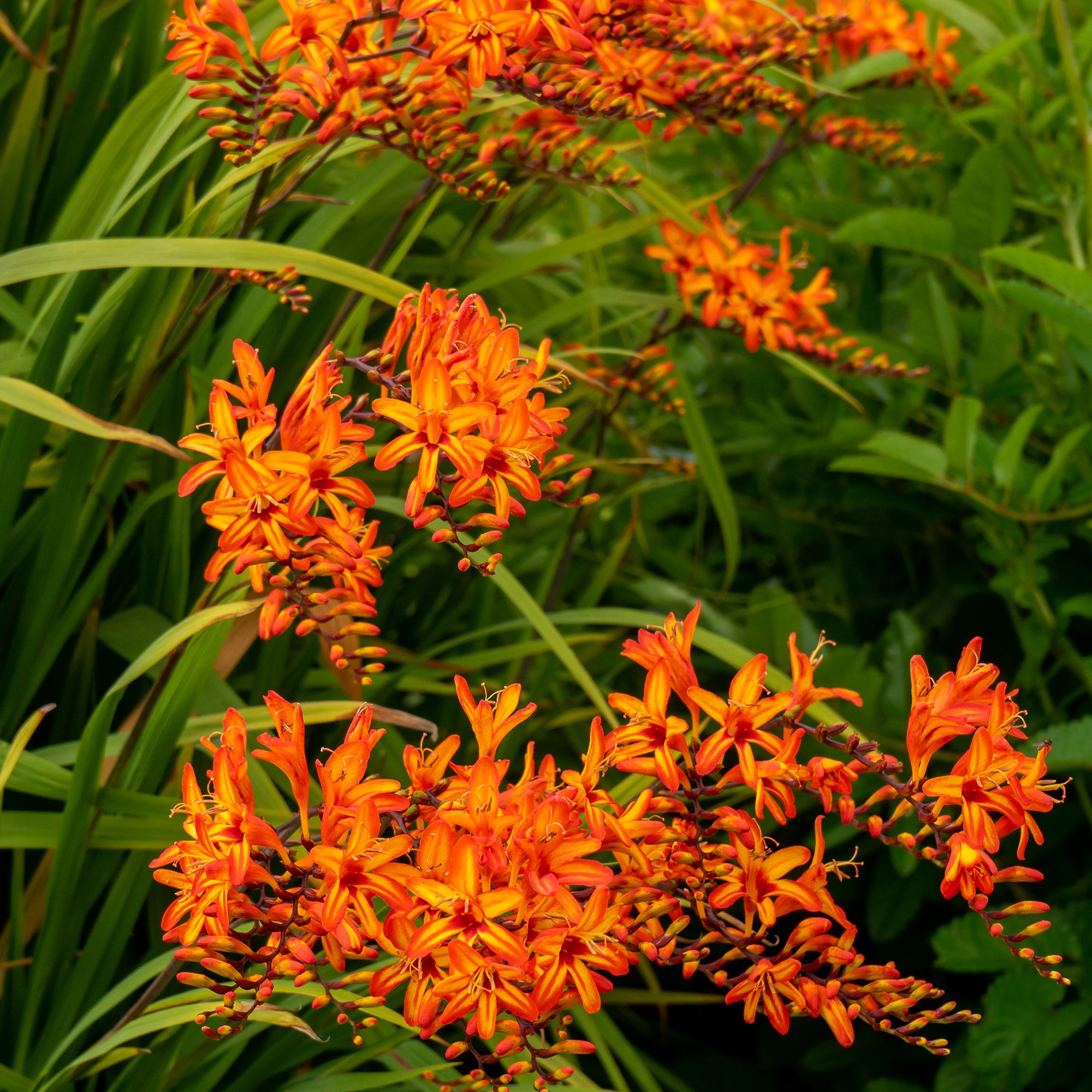 Crocosmia Firestarter (10 Bulbs)