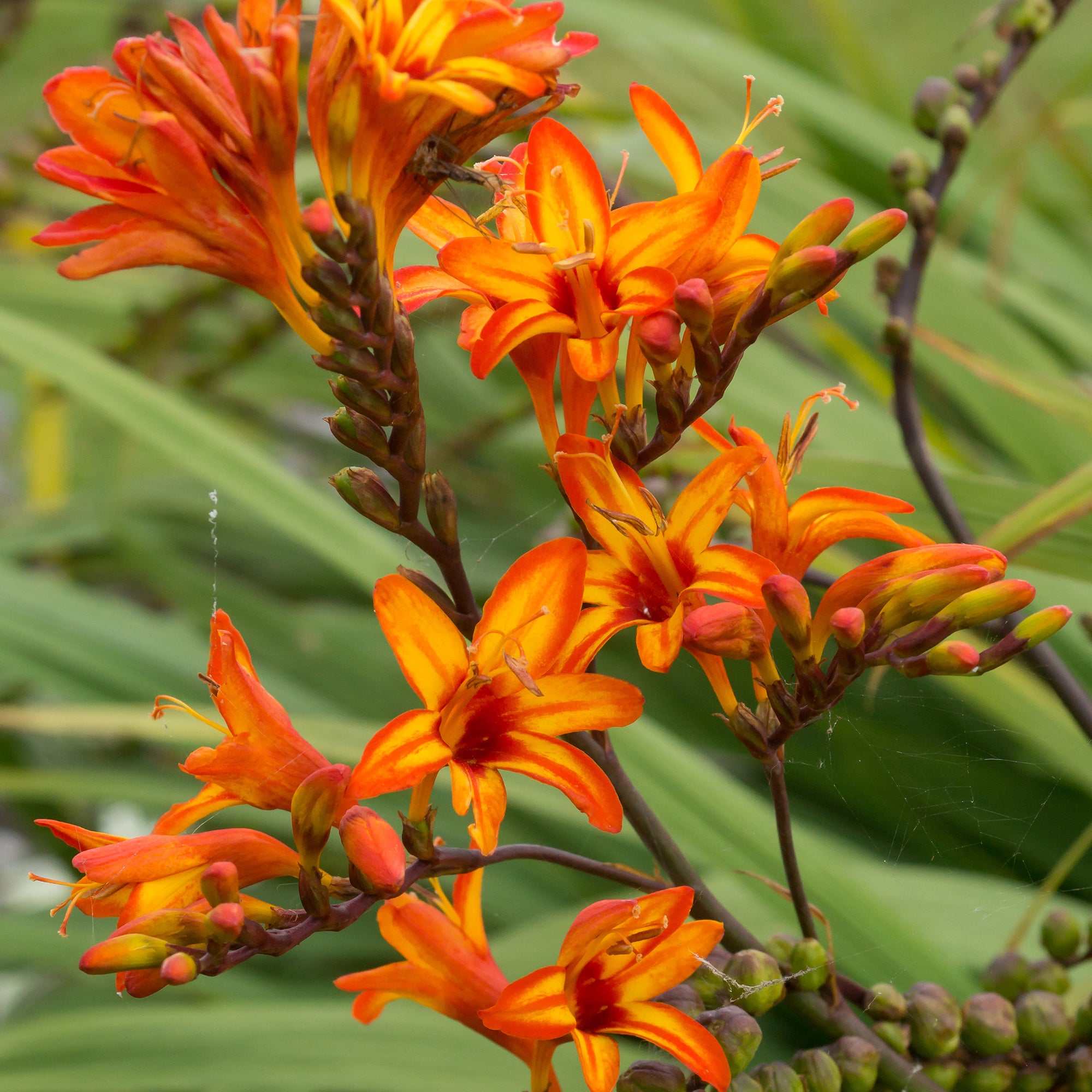 Crocosmia Firestarter (10 Bulbs)