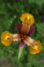 Iris Lion King