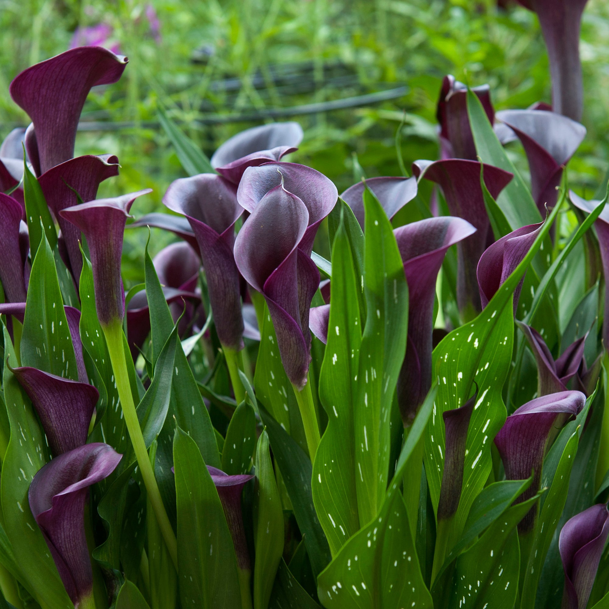 Calla/Zantedeschia Black Beauty (2 Bulbs)