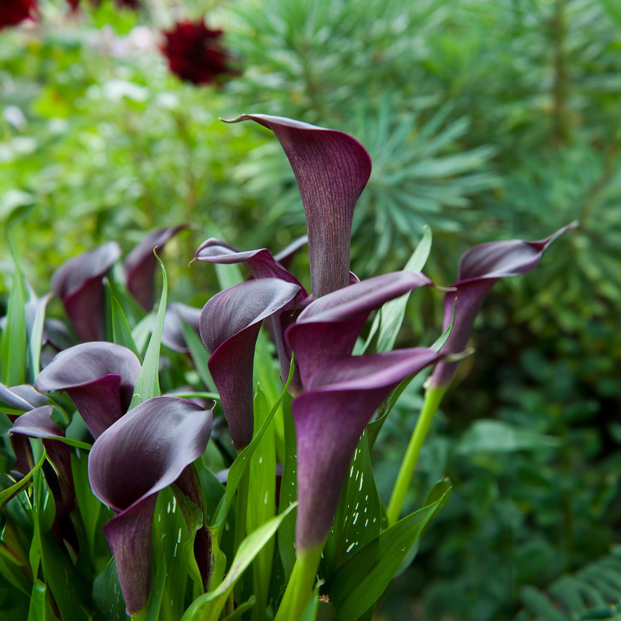 Calla/Zantedeschia Black Beauty (2 Bulbs)