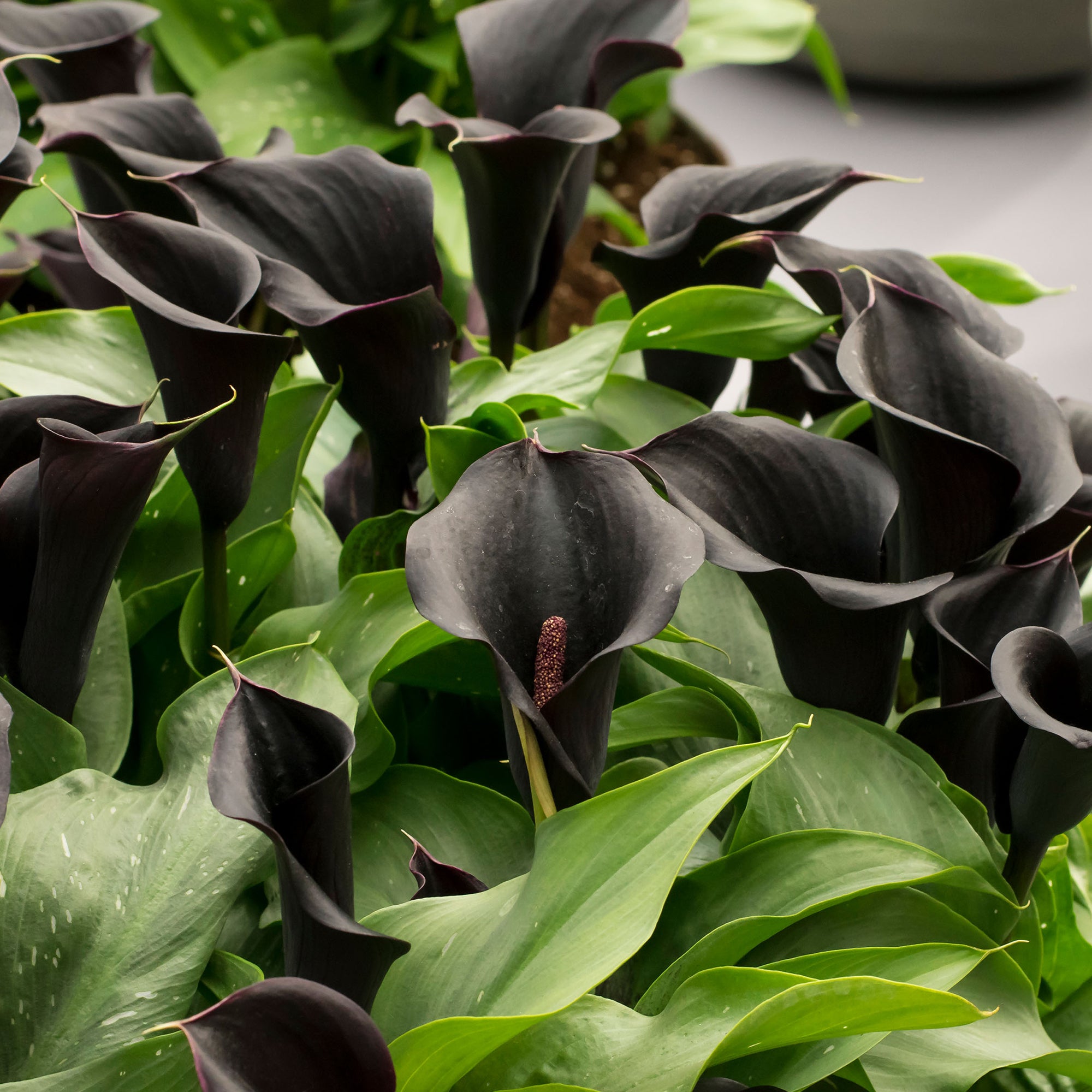 Calla/Zantedeschia Black Beauty (2 Bulbs)