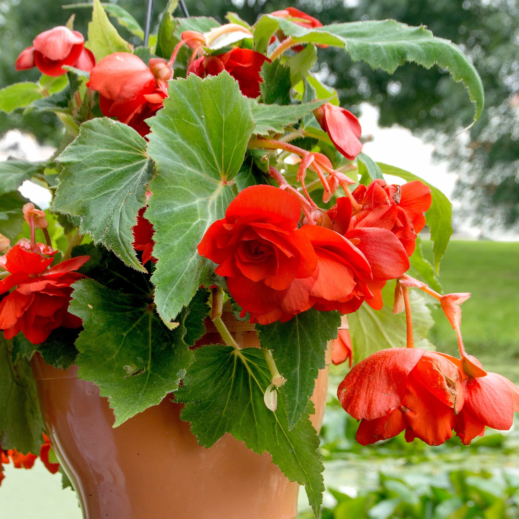Begonia odorosa red