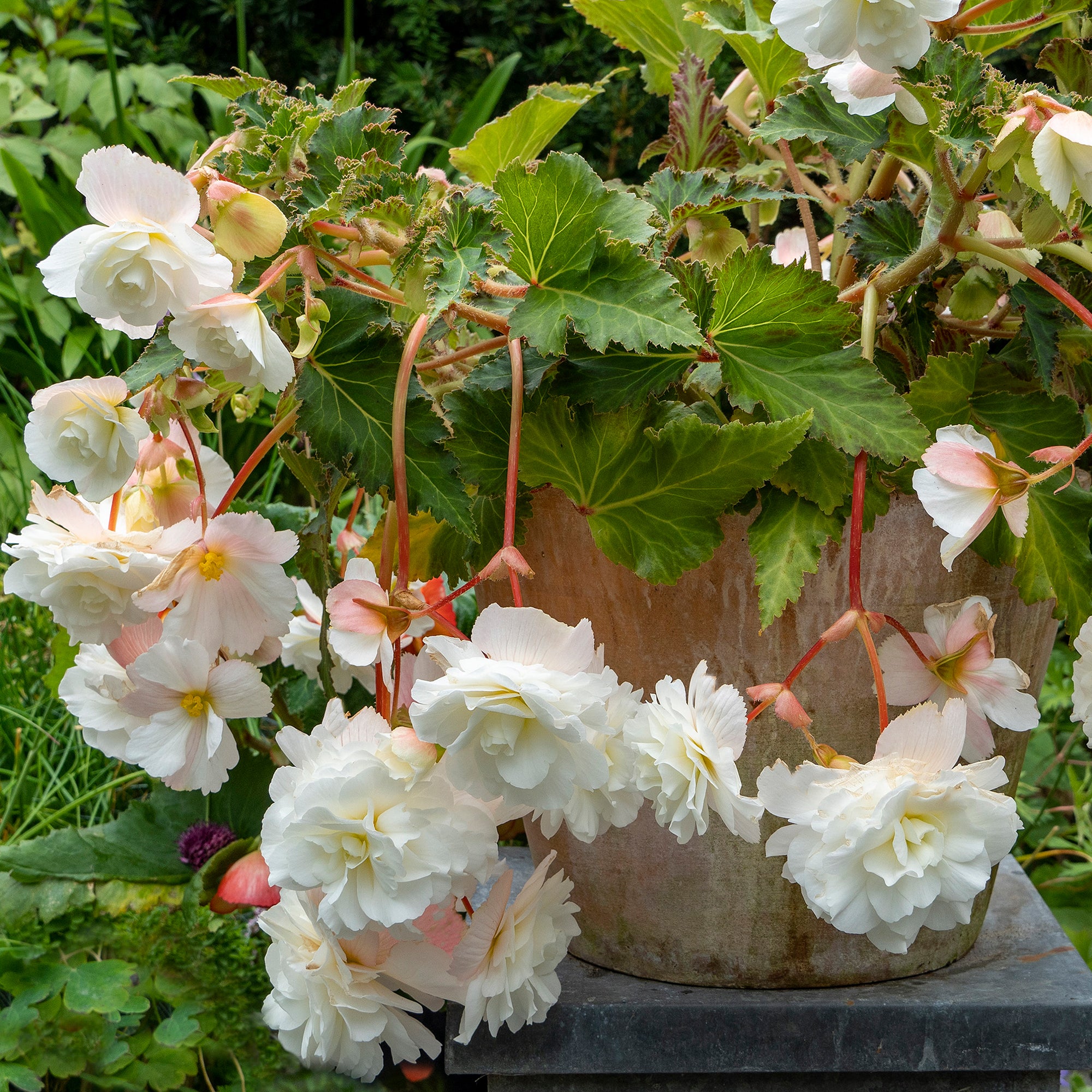 Begonia odorosa white