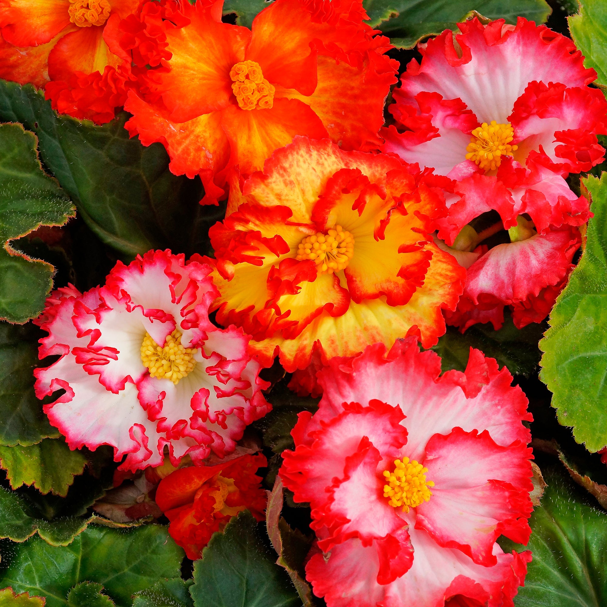 Begonia crispa marginata yellow-red