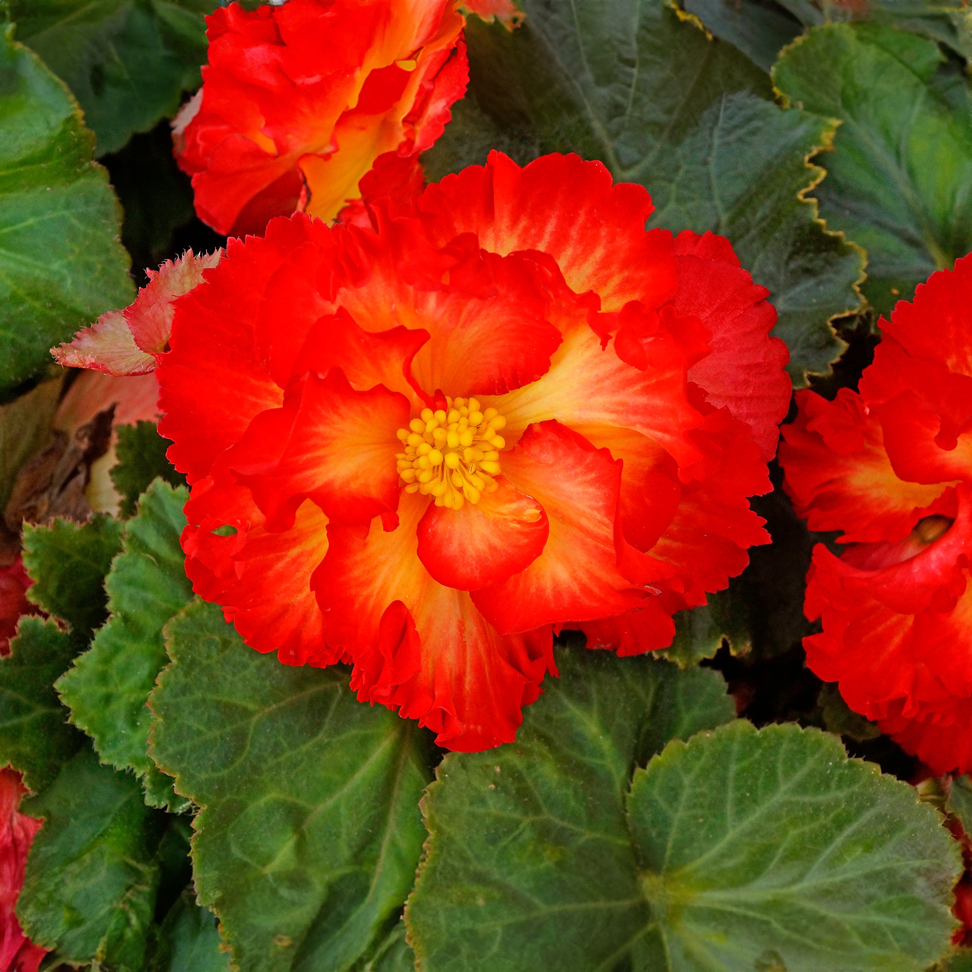 Begonia crispa marginata yellow-red