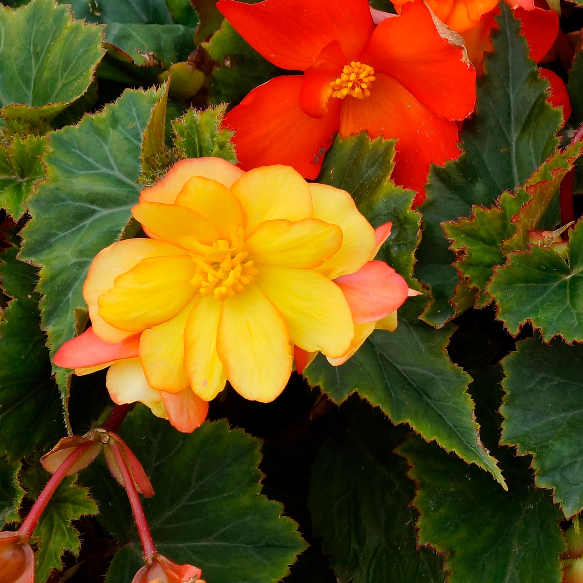 Begonia cascade picotee Sunray