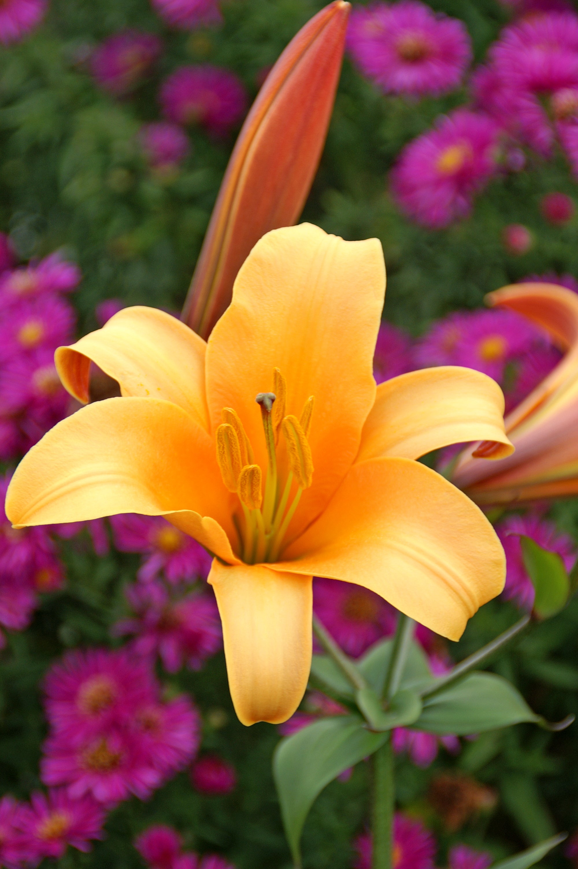 Lilium Trumpet African Queen