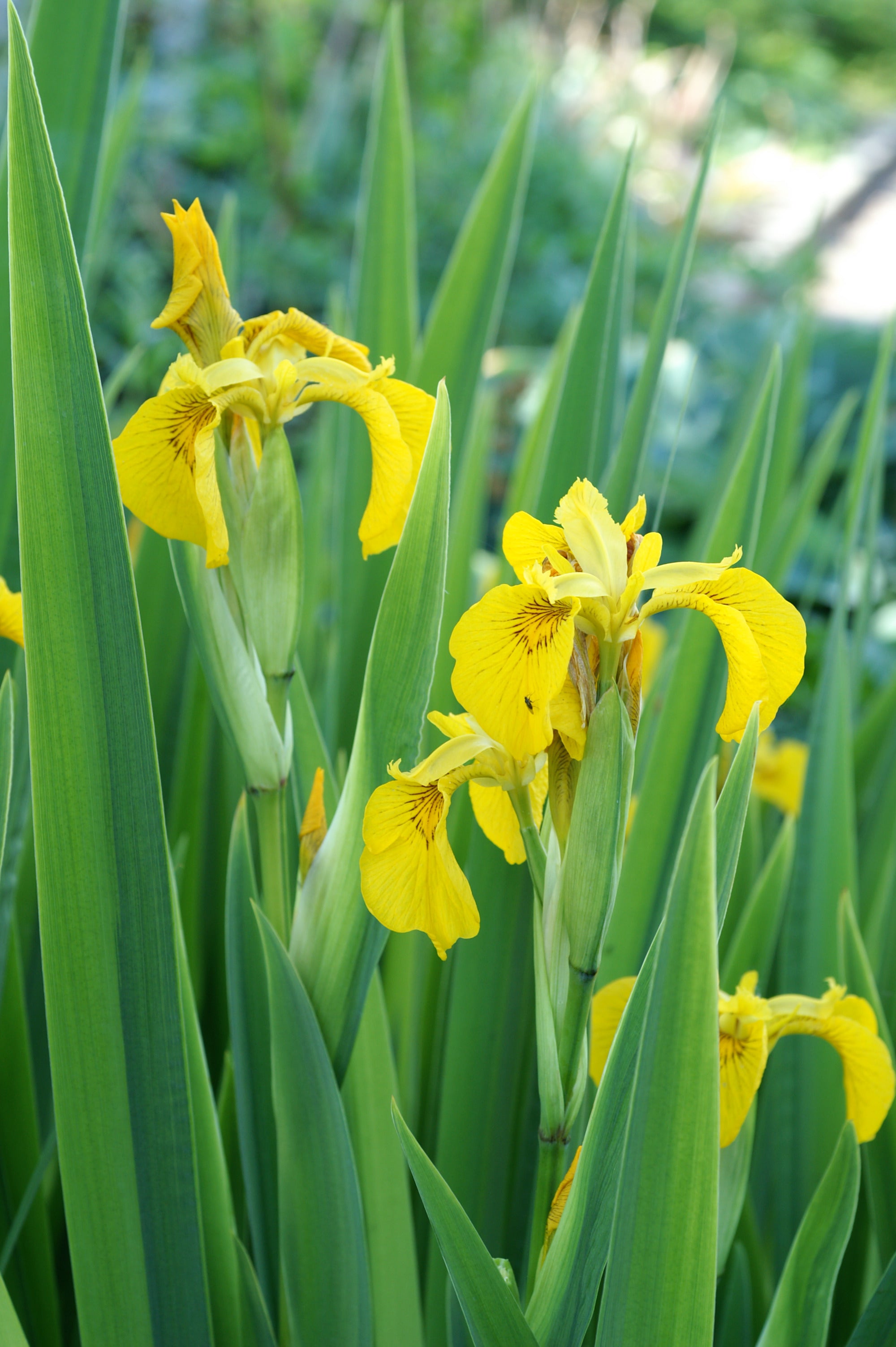 Iris Pseudacorus
