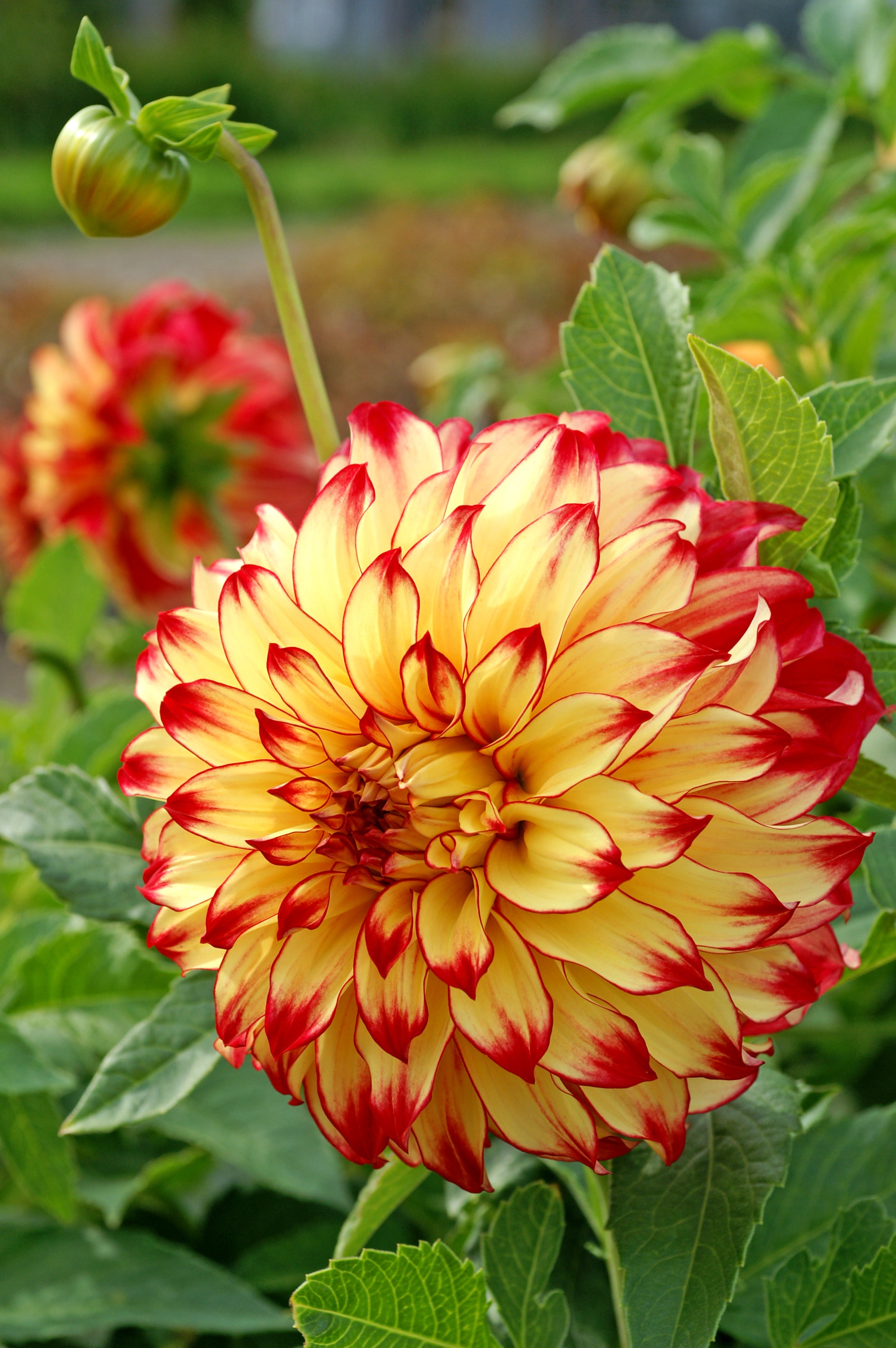 Dahlia Lady Darlene (2 Bulbs)