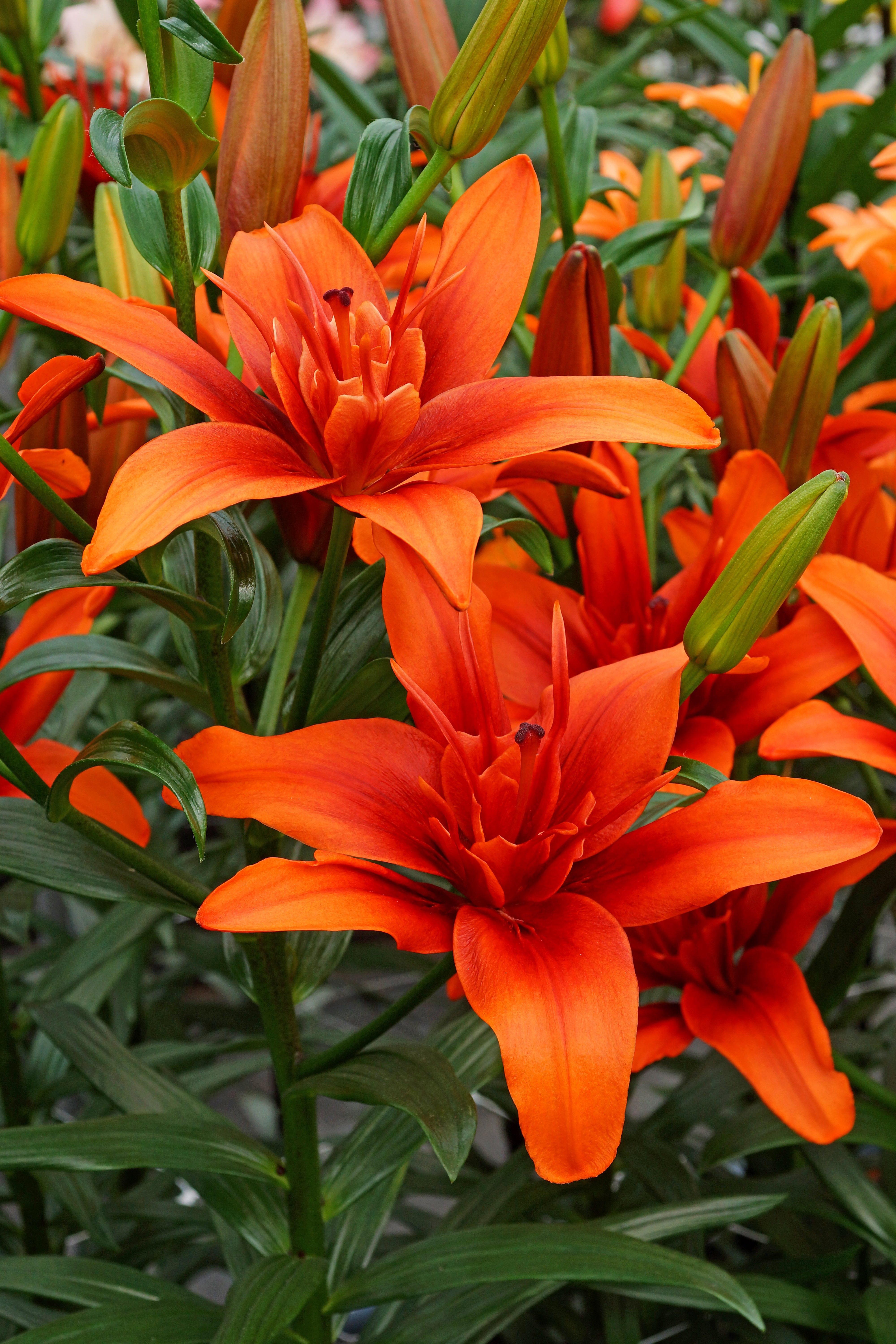 Lilium Red Twin