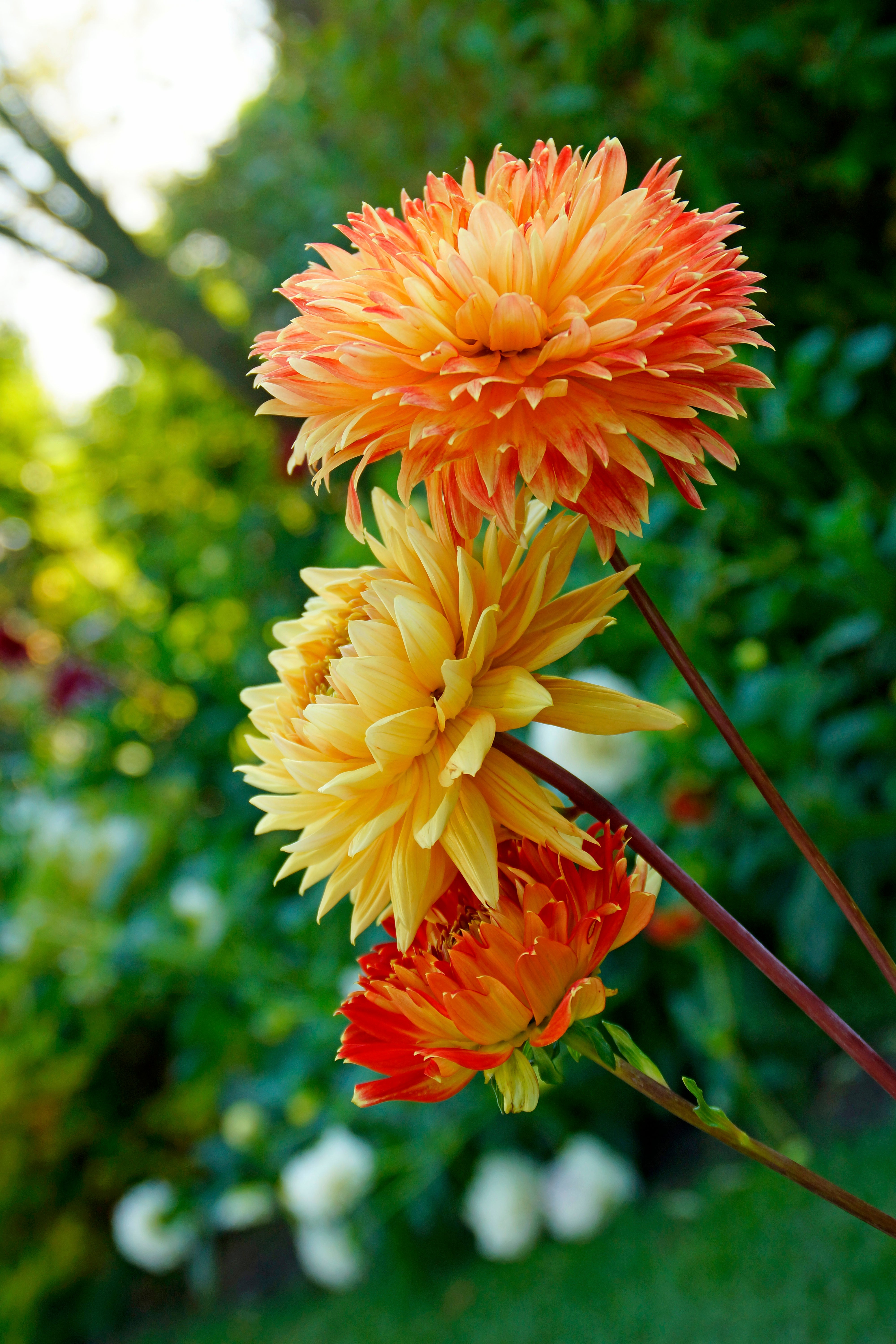 Dahlia Decorative Procyon
