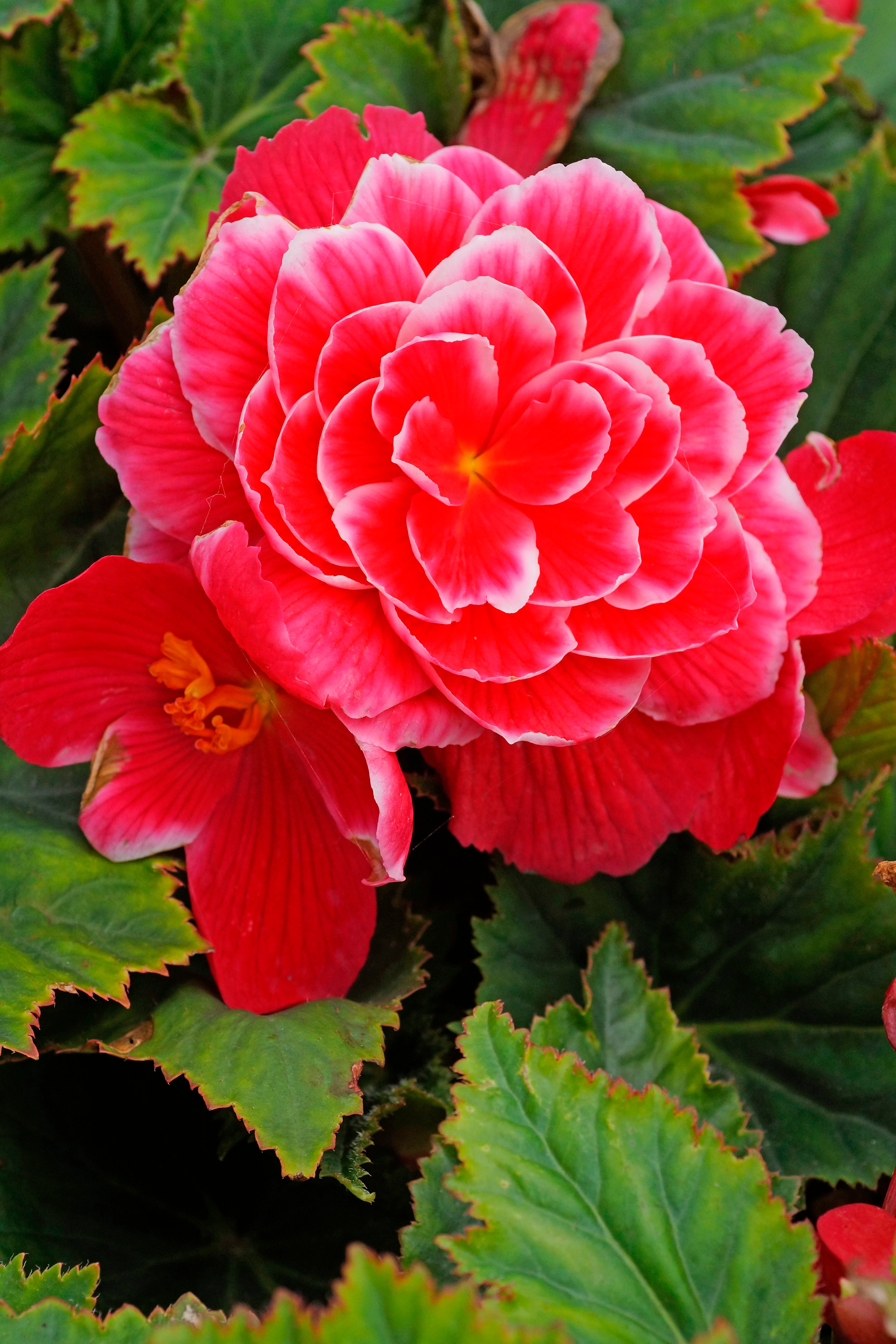 Begonia Camelia Flora