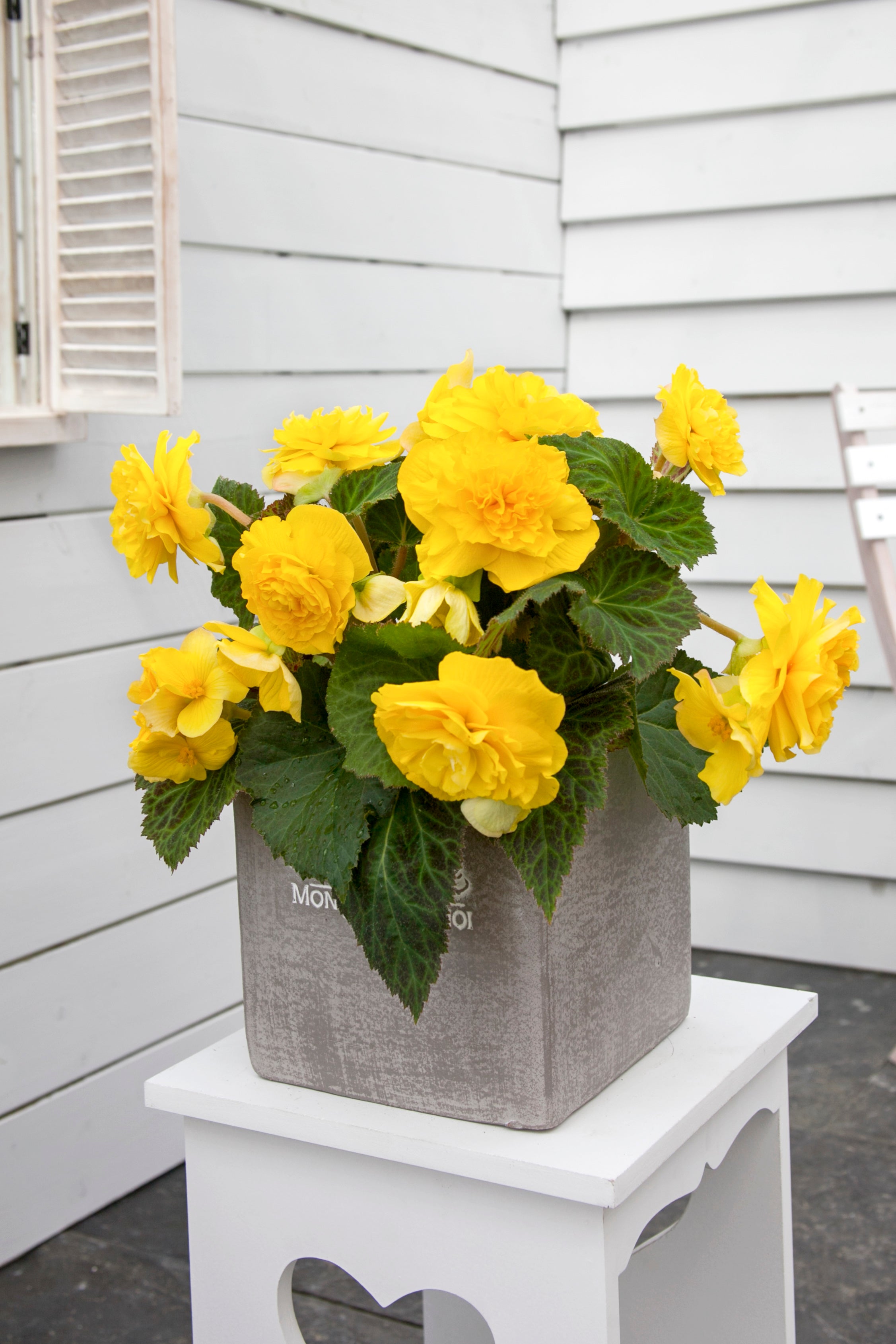 Begonia Non Stop Yellow