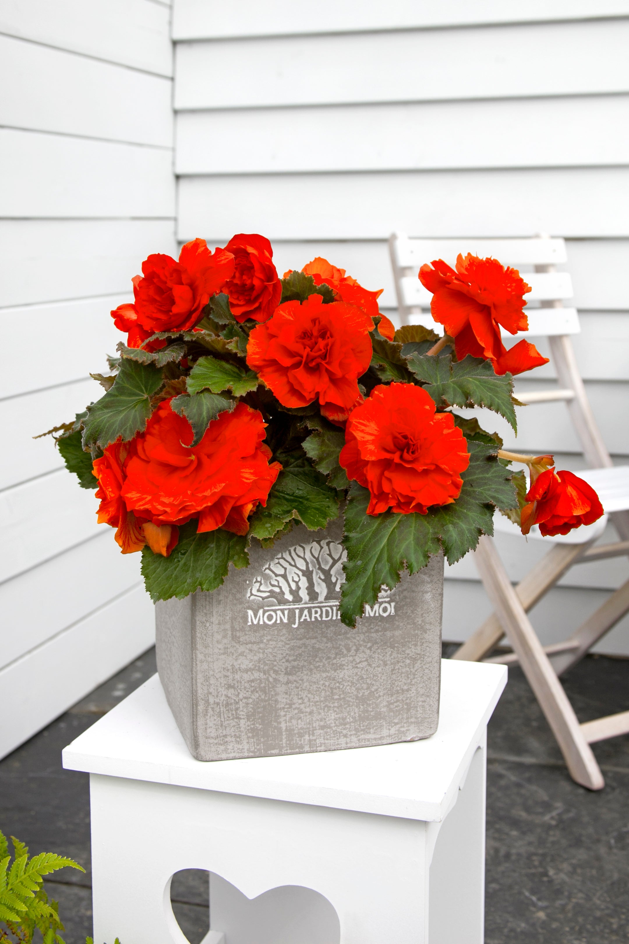Begonia Non Stop Orange