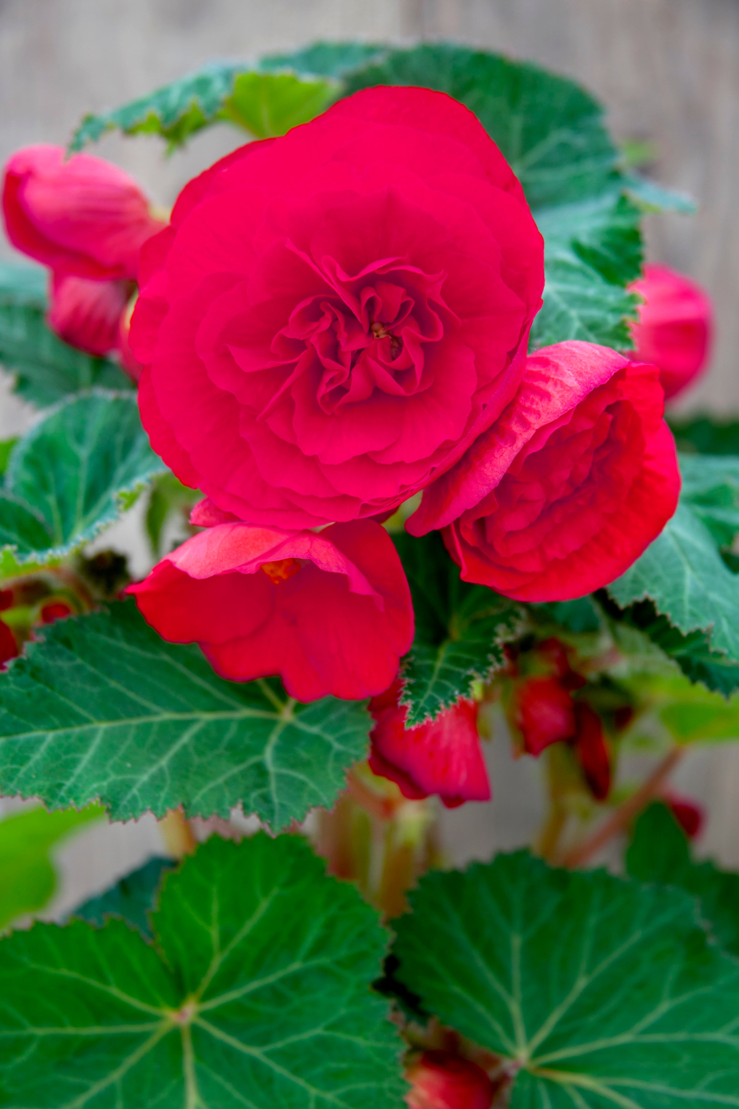 Begonia Double Pink