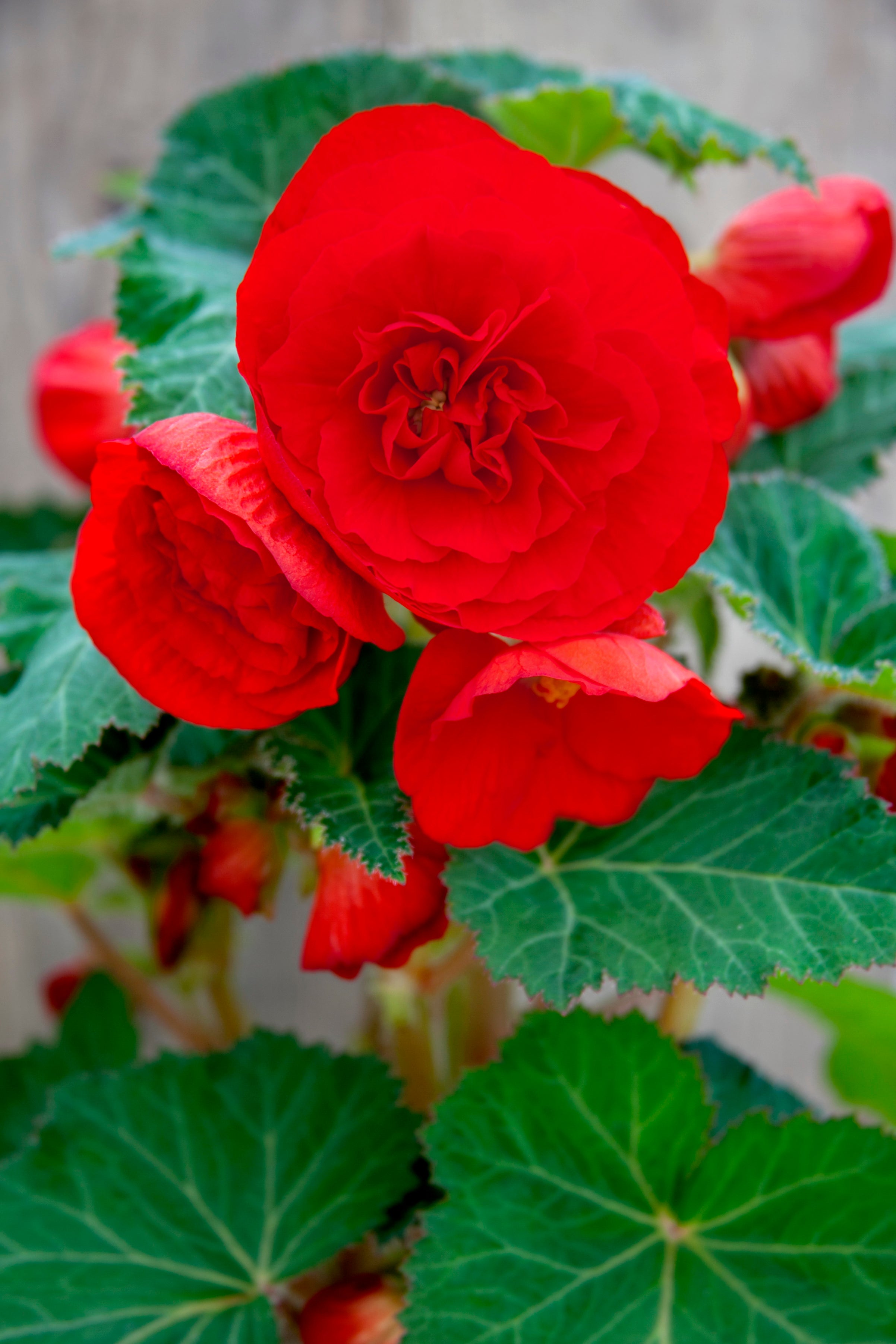 Begonia Double Red