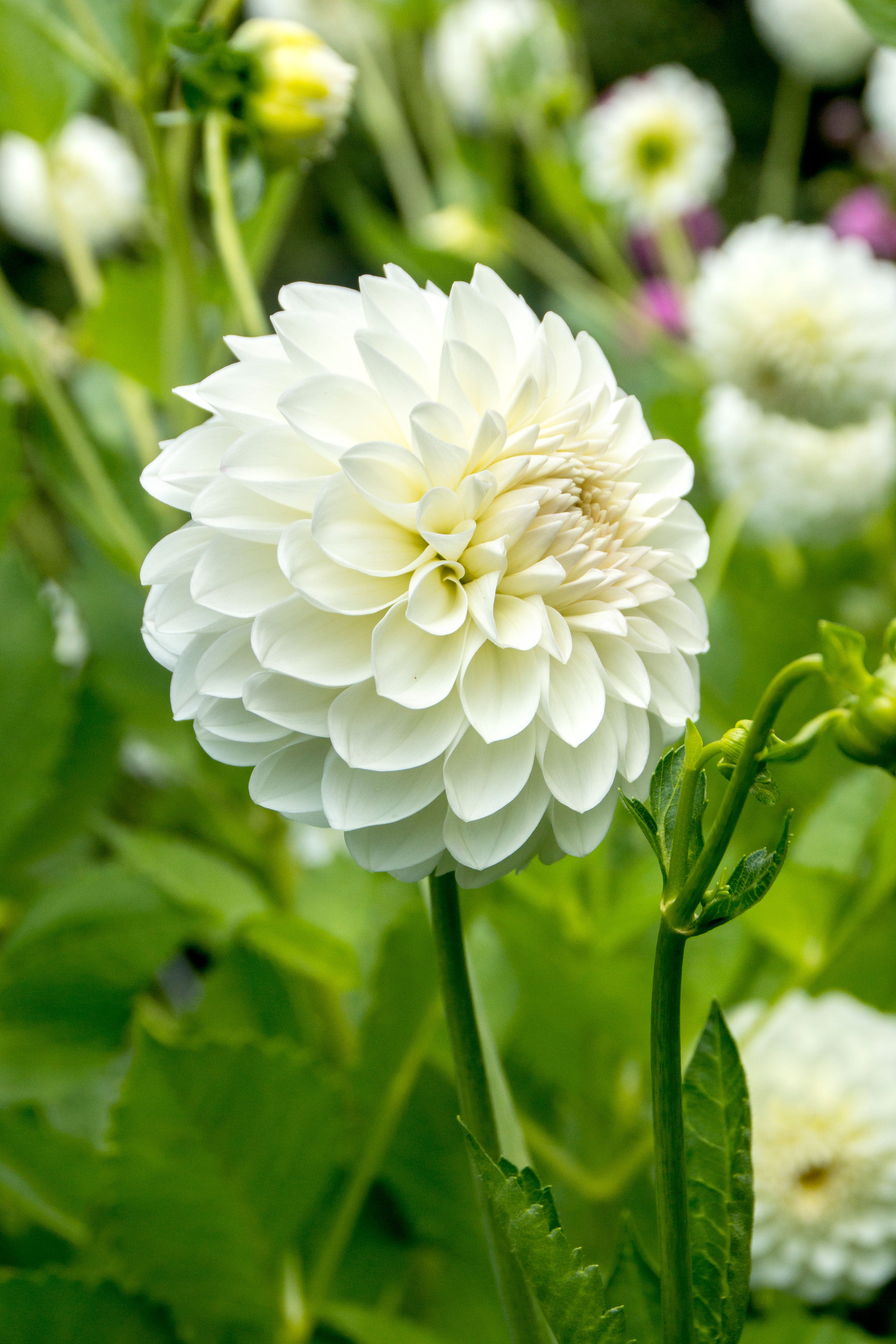 Bouquet Flowering - White Dahlia Box