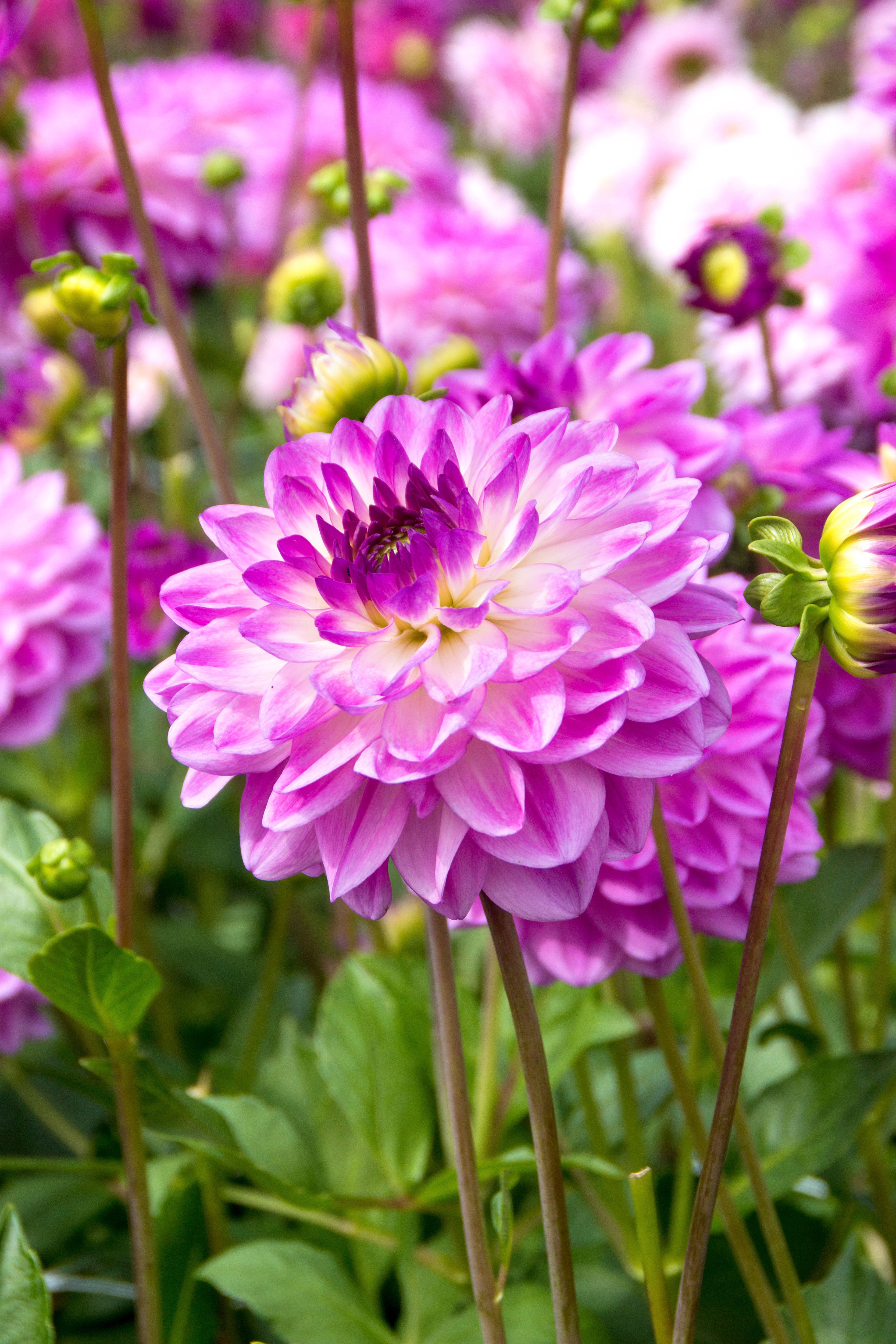 Dahlia Anne Marie (1 Bulb)
