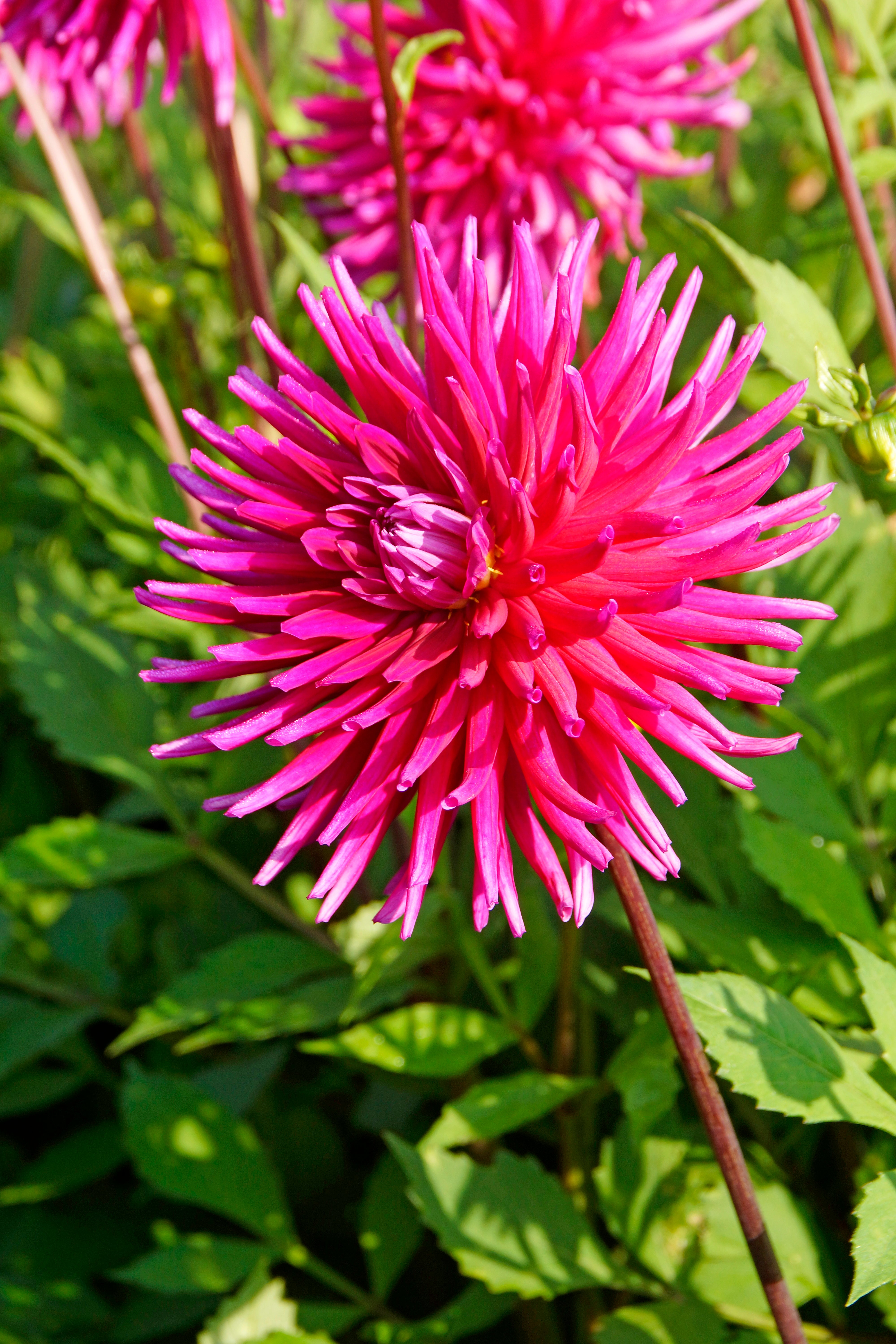 Dahlia Cactus Purple Gem