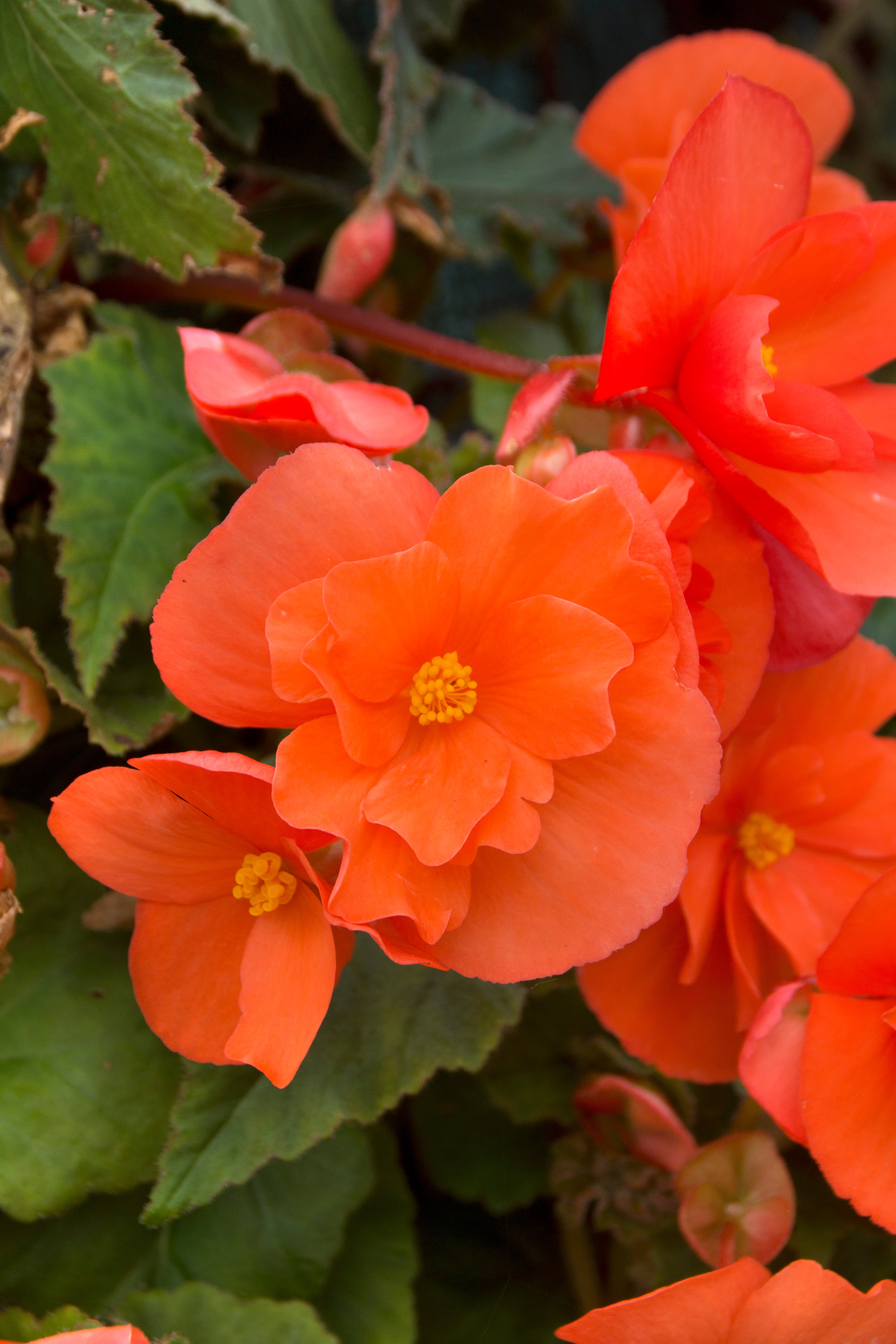 Begonia Pendula Orange