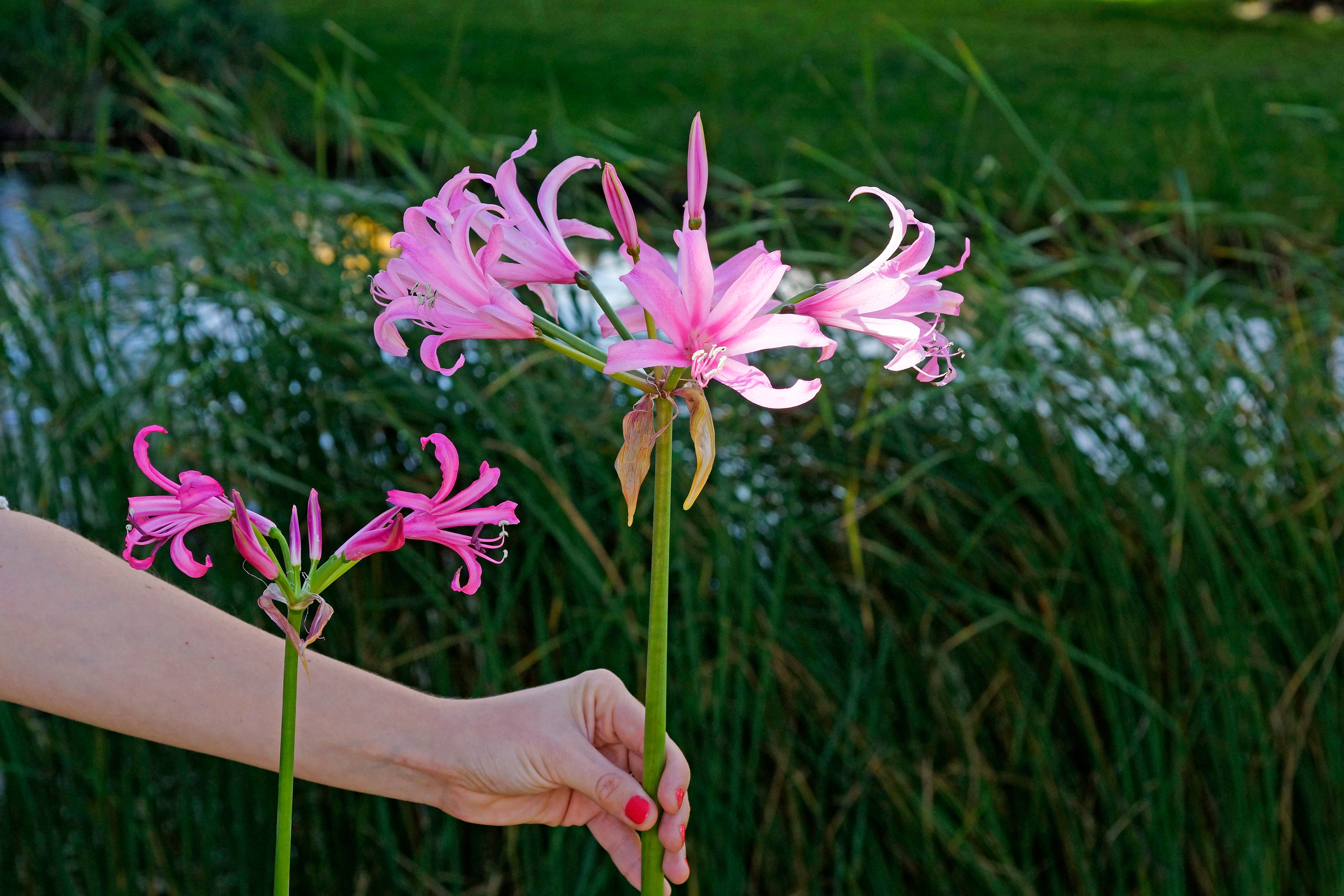 Nerine Bowdenii