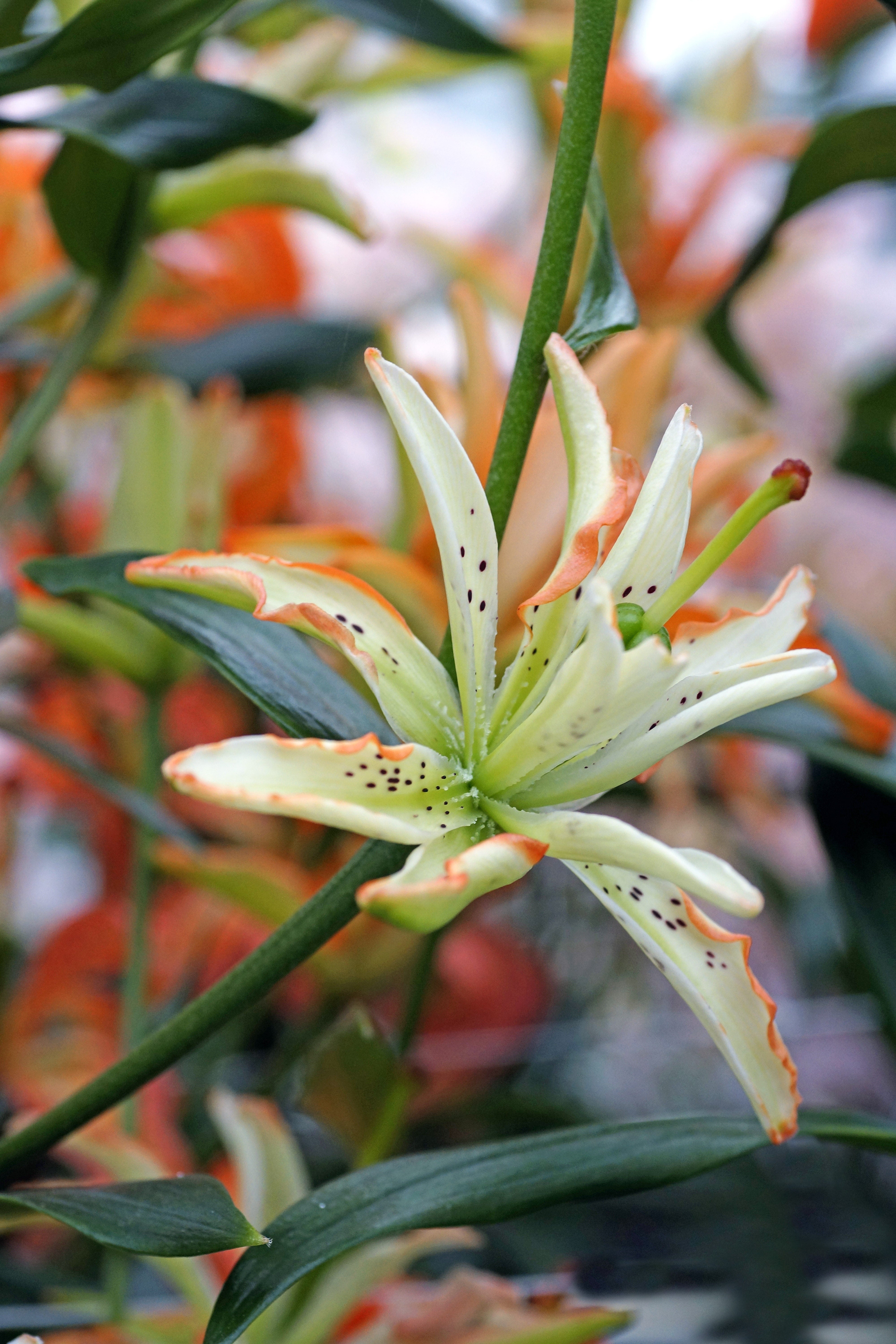 Lilium Must See