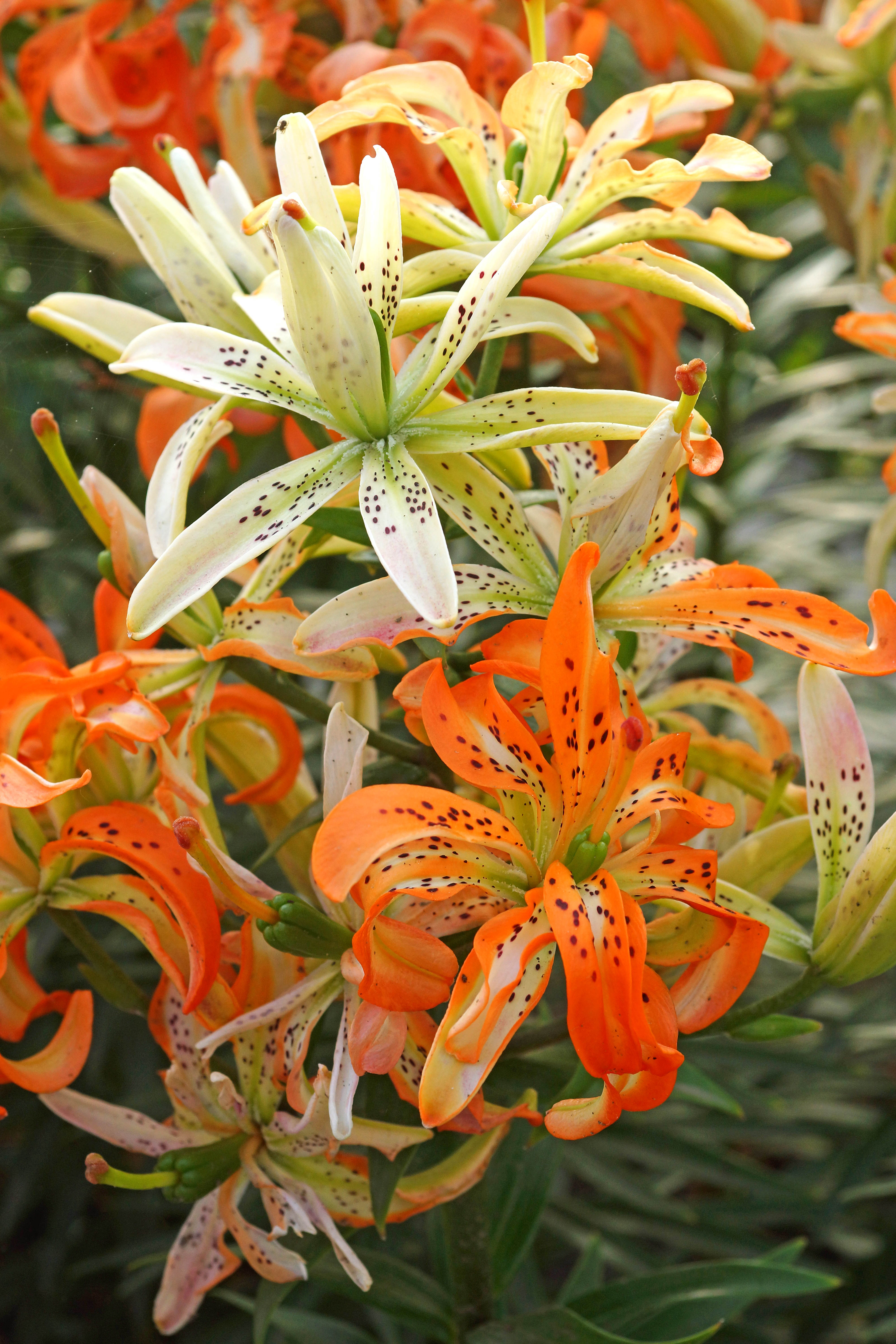 Lilium Must See