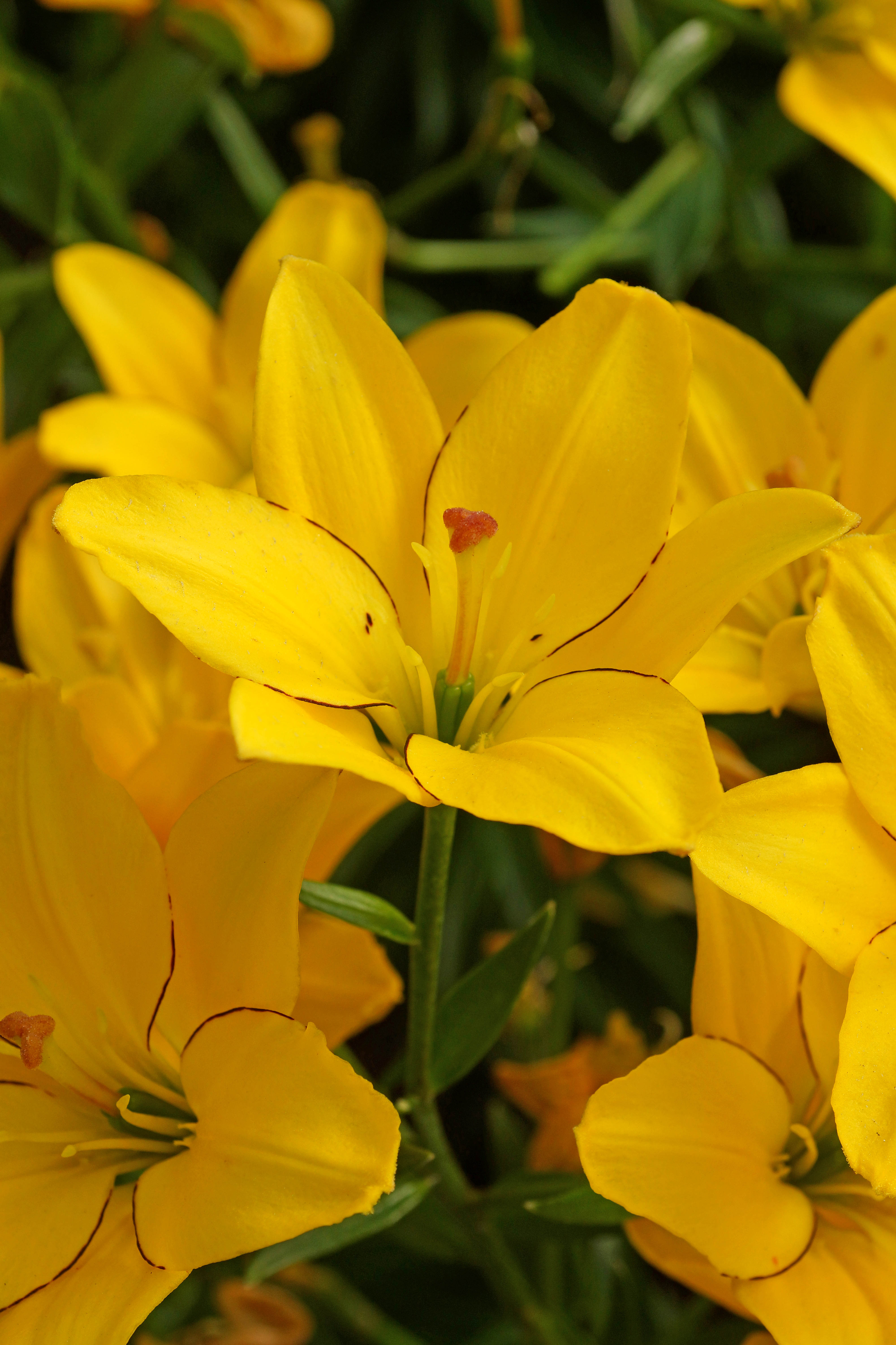 Lilium Asiatic Yellow