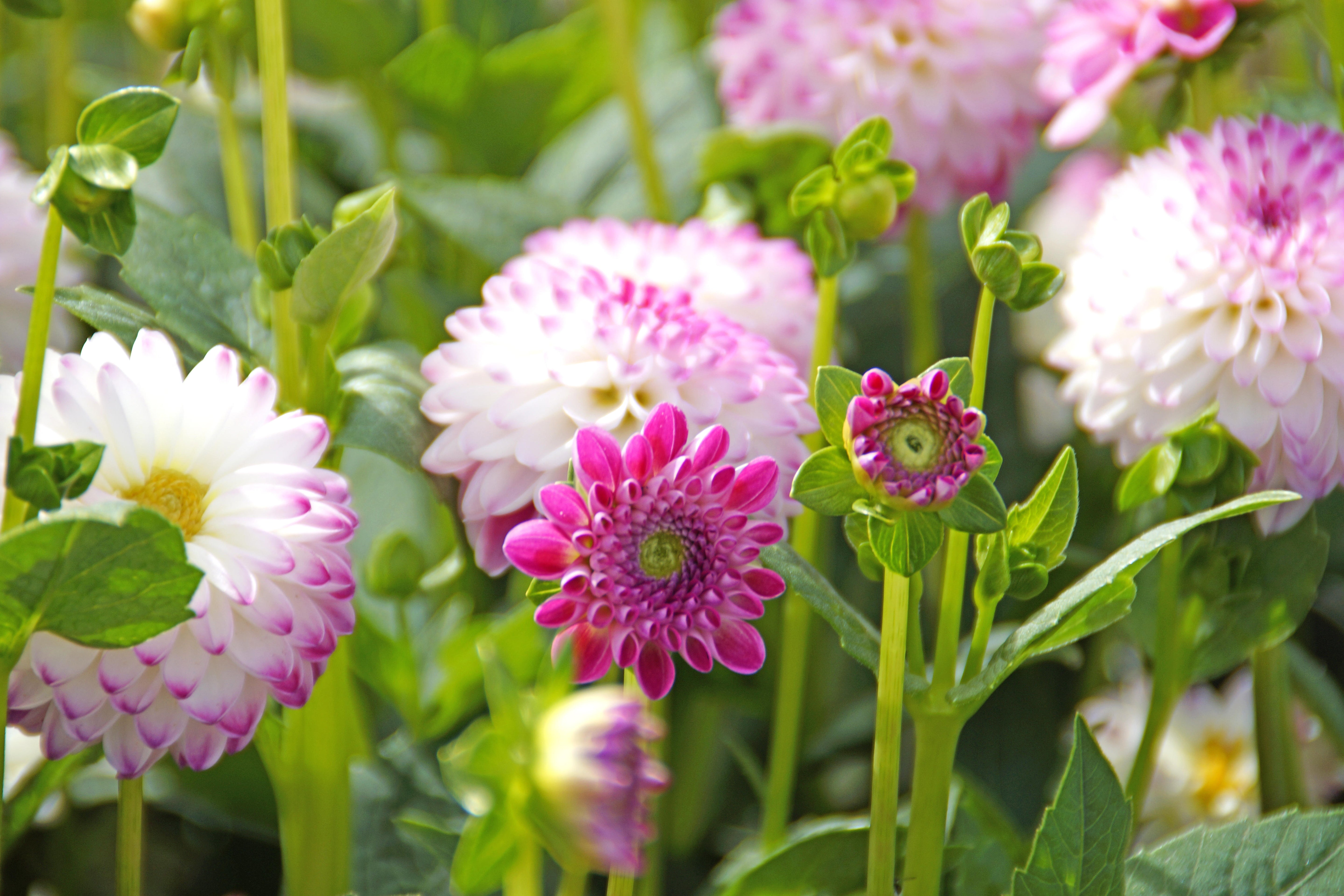Dahlia Pink Isa