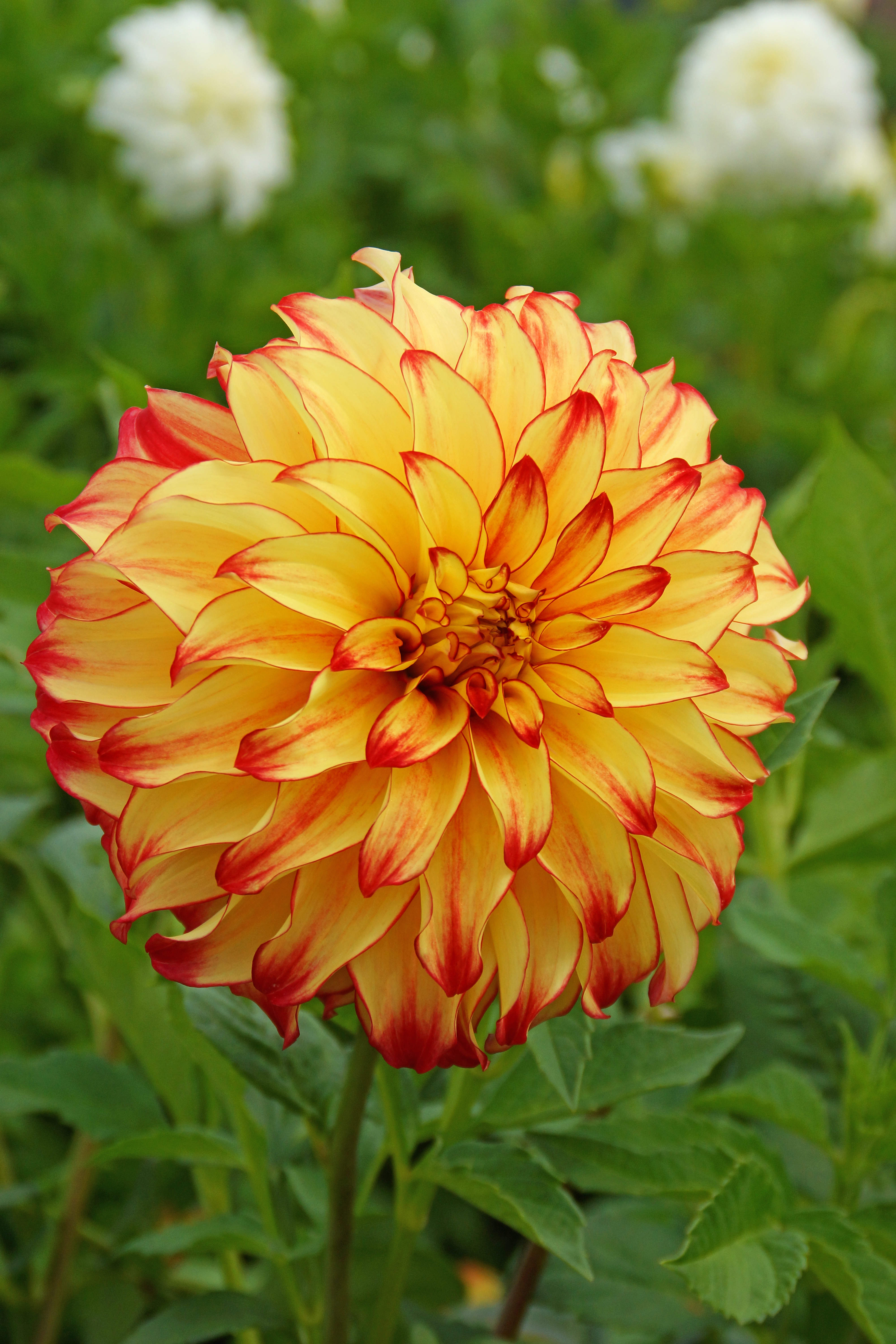 Dahlia Lady Darlene (2 Bulbs)