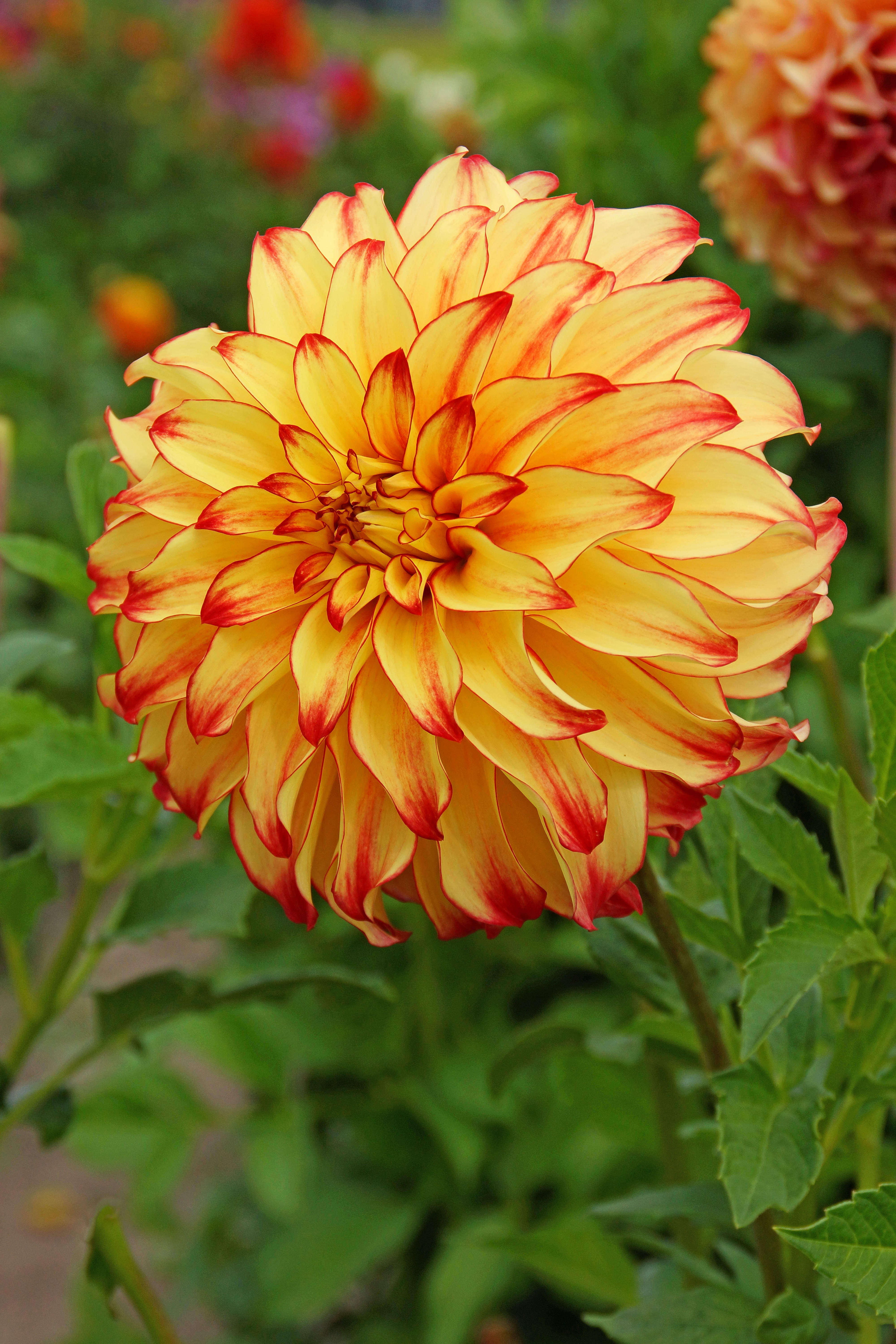 Dahlia Lady Darlene (2 Bulbs)
