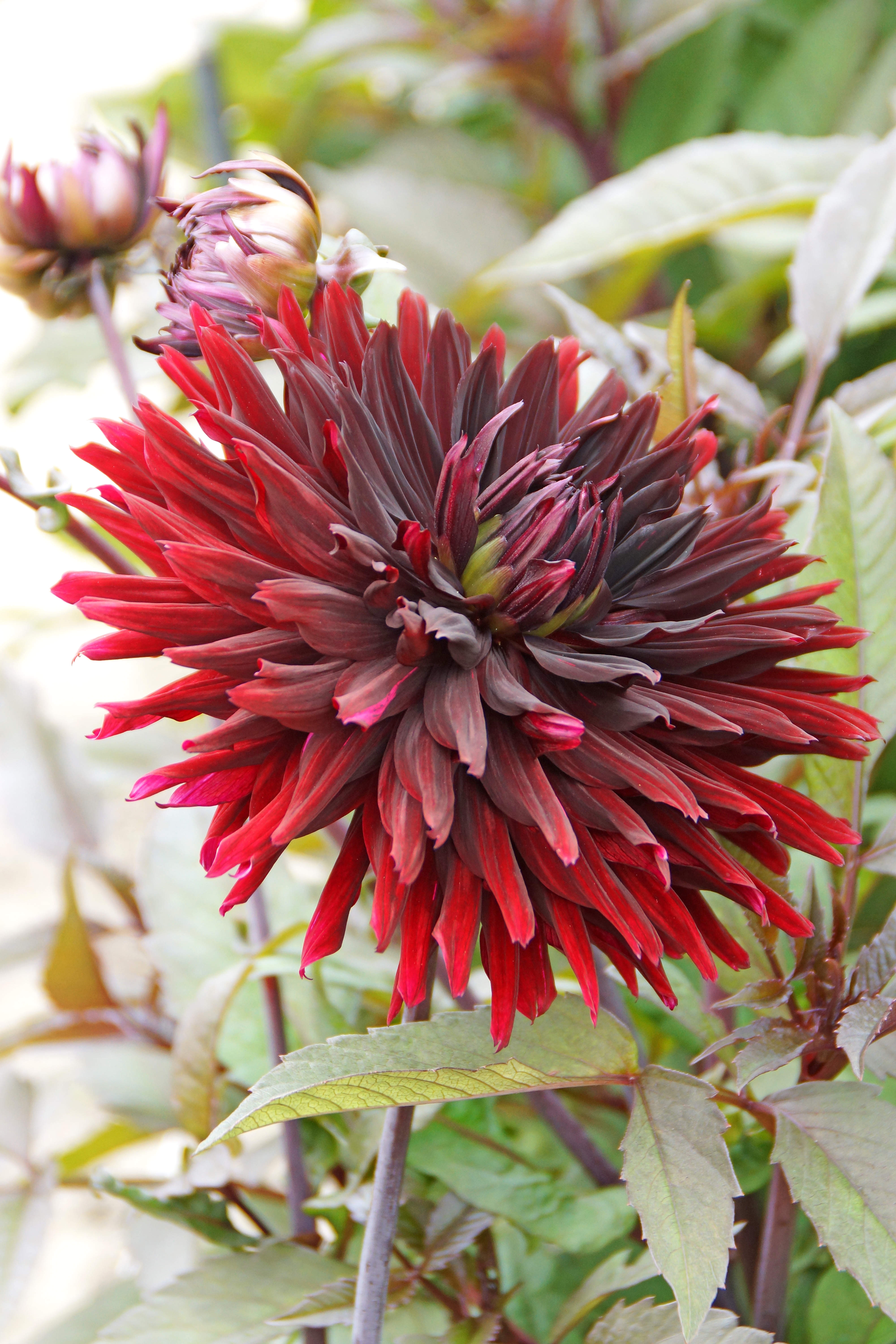 Dahlia Nuit D'Été (1 Bulb)
