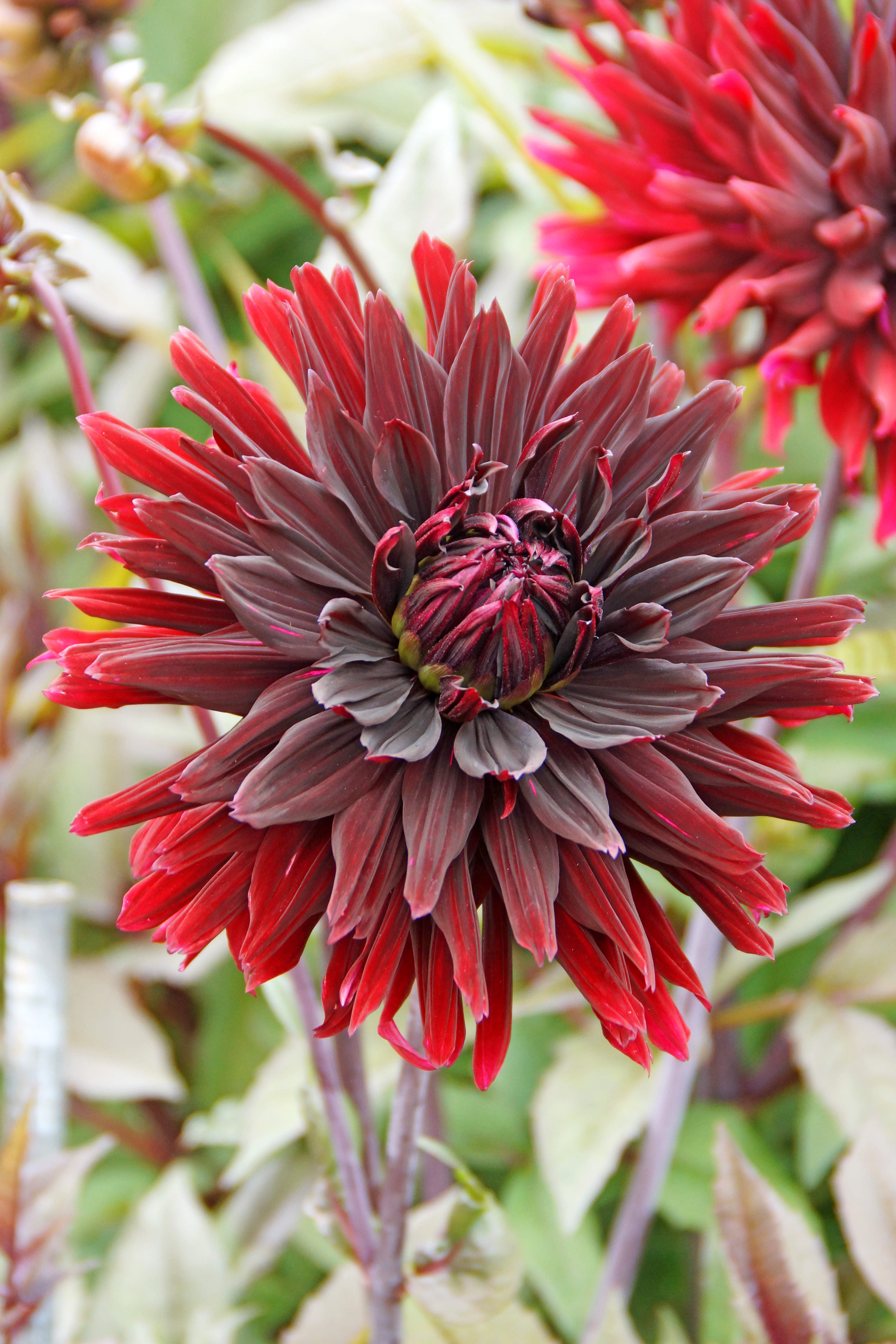 Dahlia Nuit D'Été (1 Bulb)