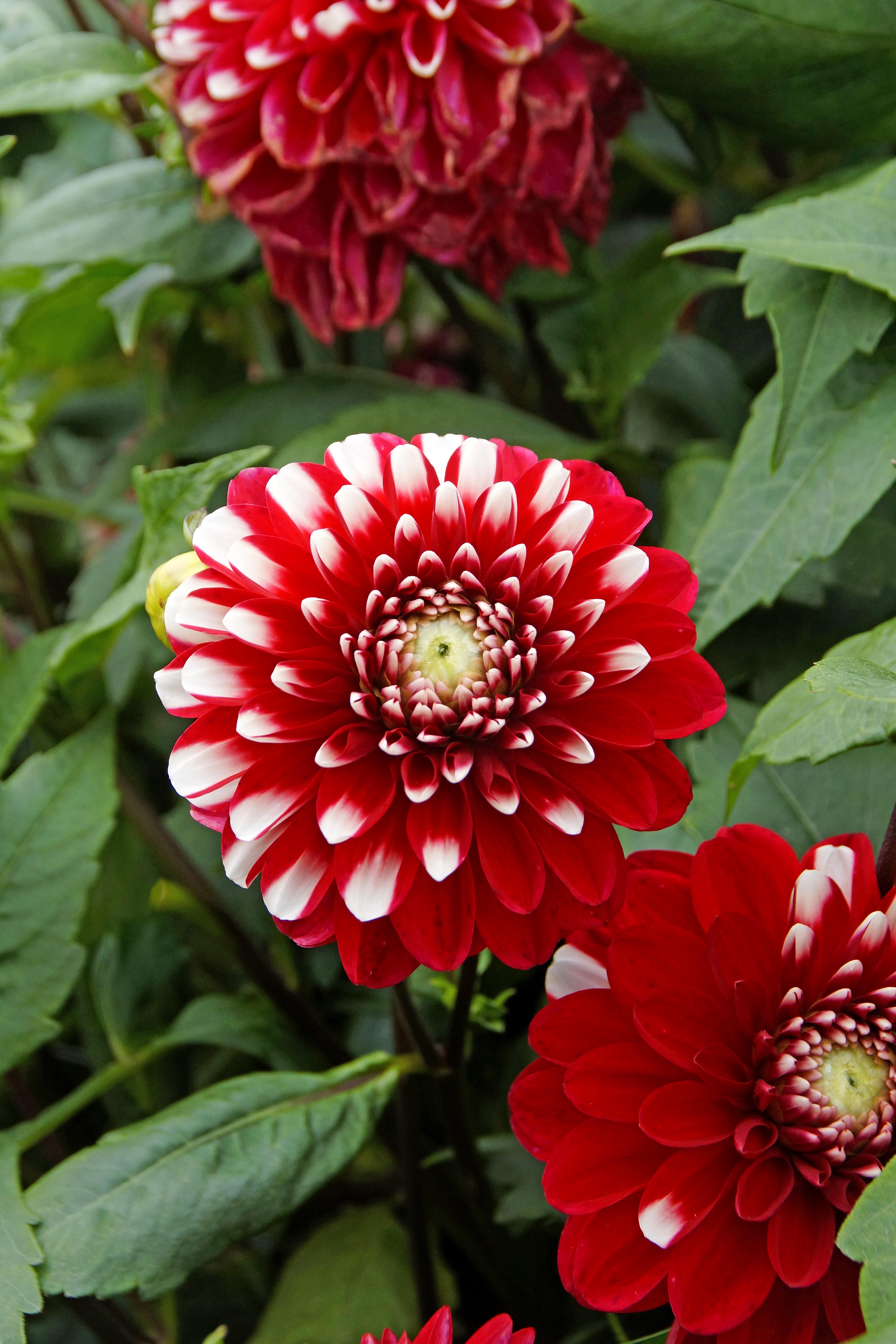 Dahlia Park Little Tiger (1 Bulb)