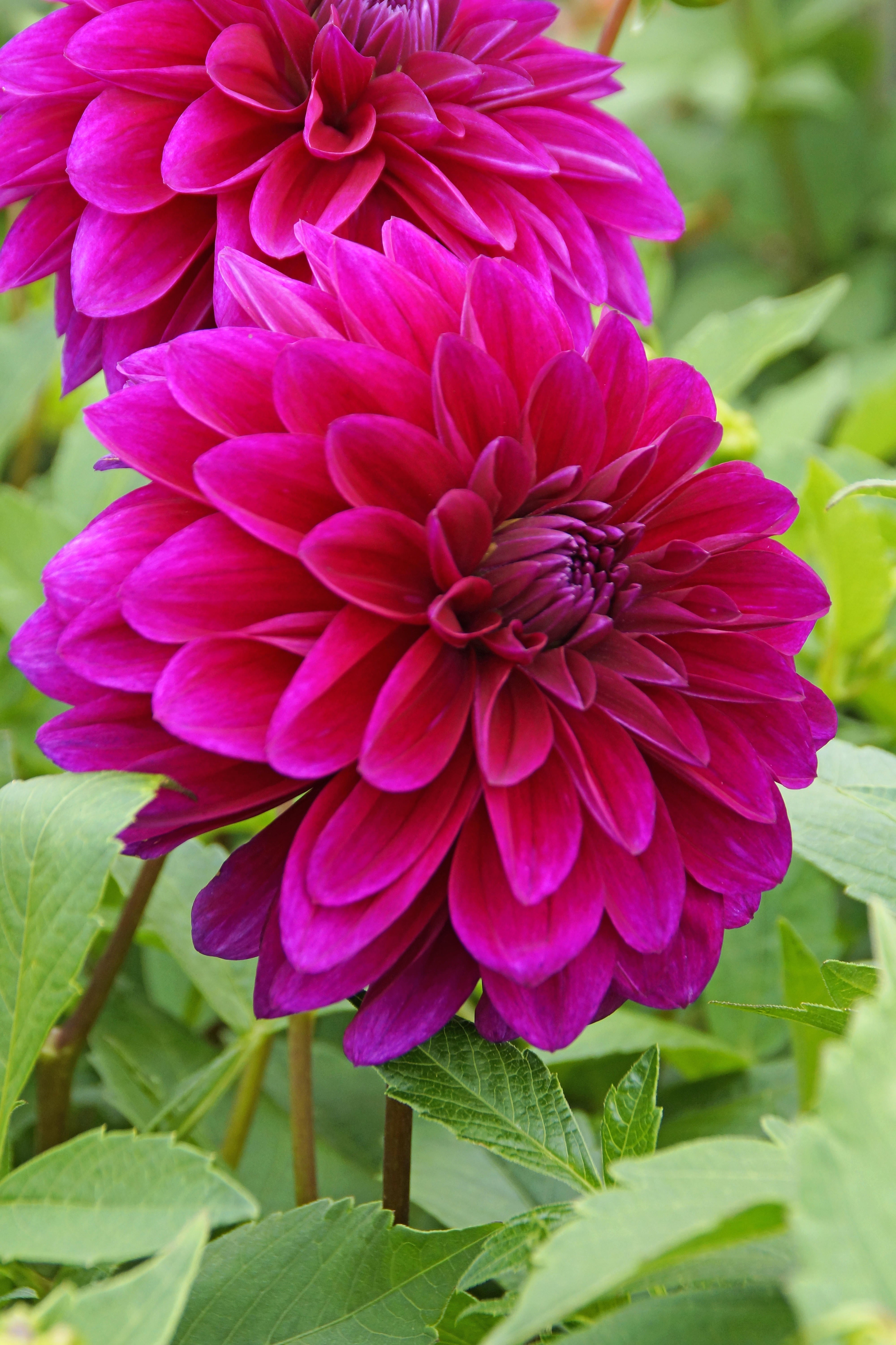Dahlia Decorative Le Baron (1 Bulb)