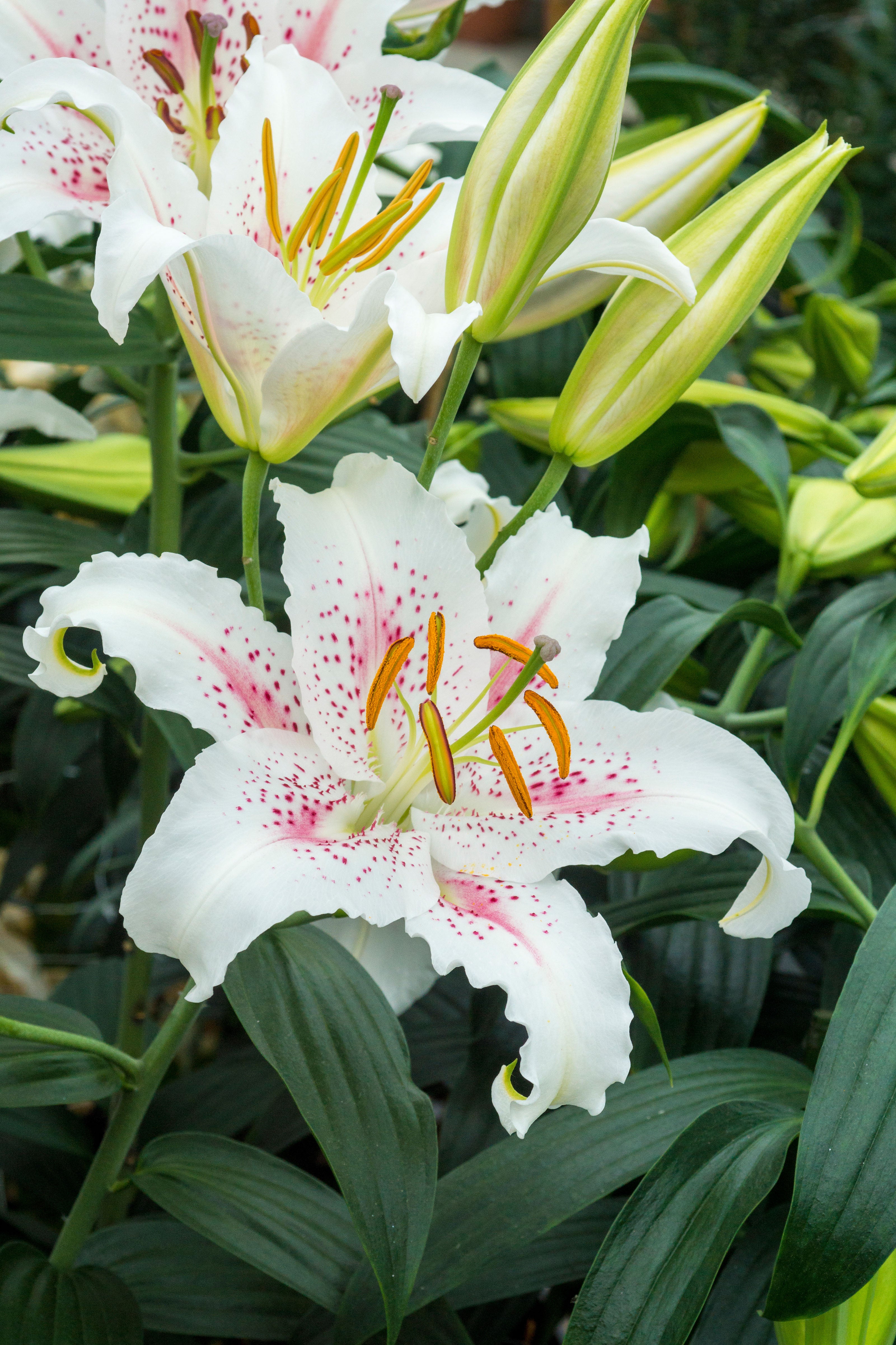 Lilium Oriental Muscadet
