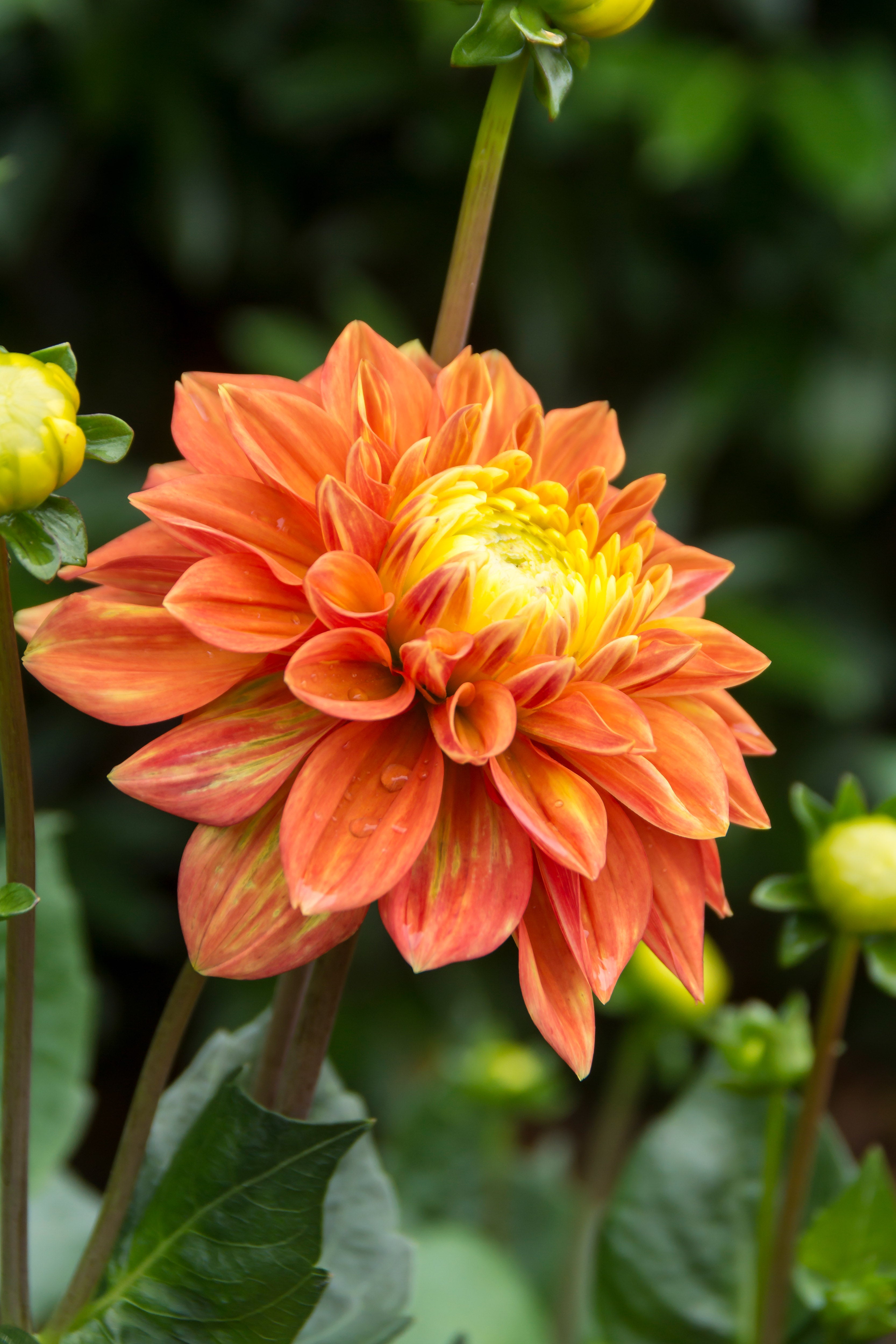 Dahlia Tropical Sunset