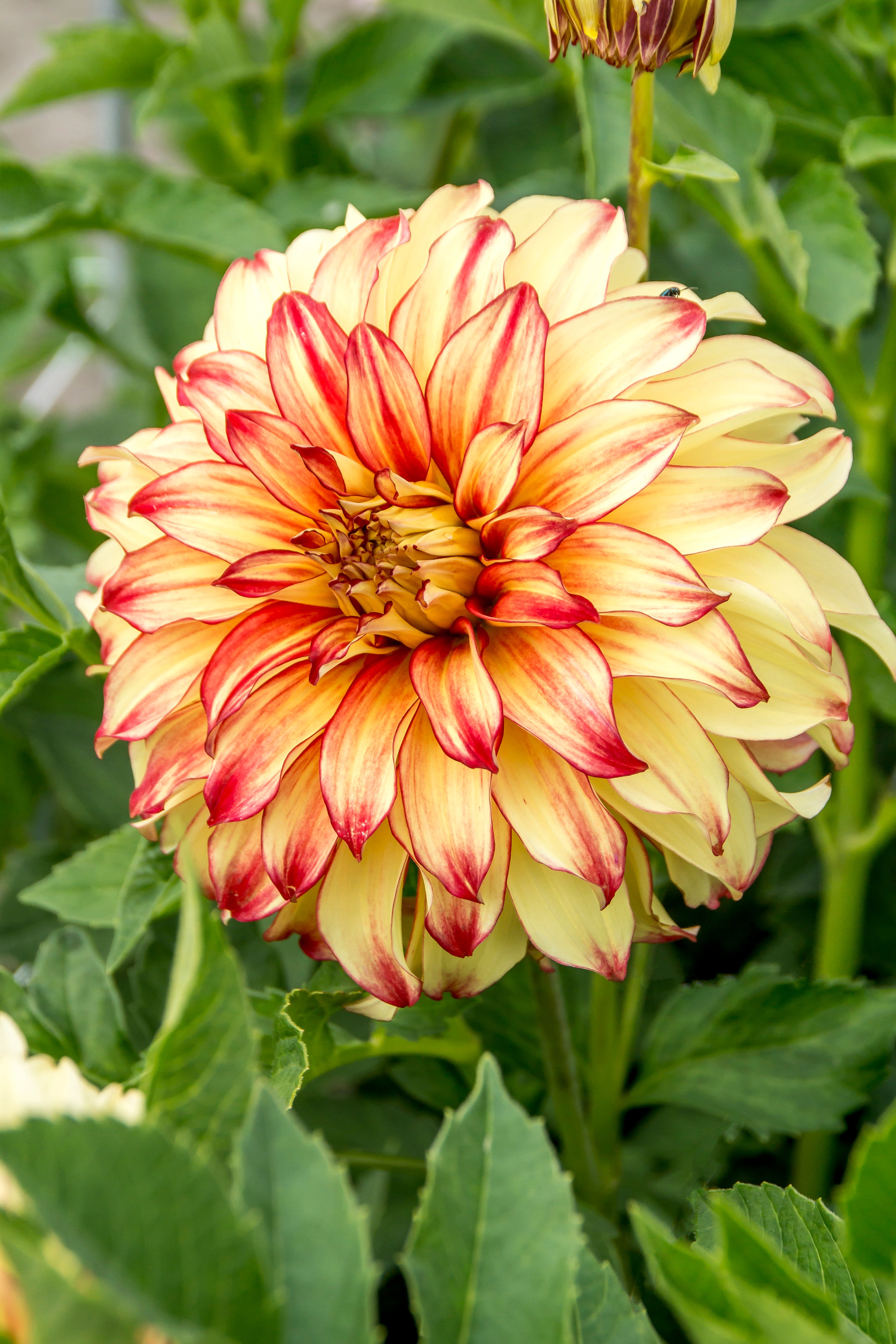 Dahlia Lady Darlene (2 Bulbs)
