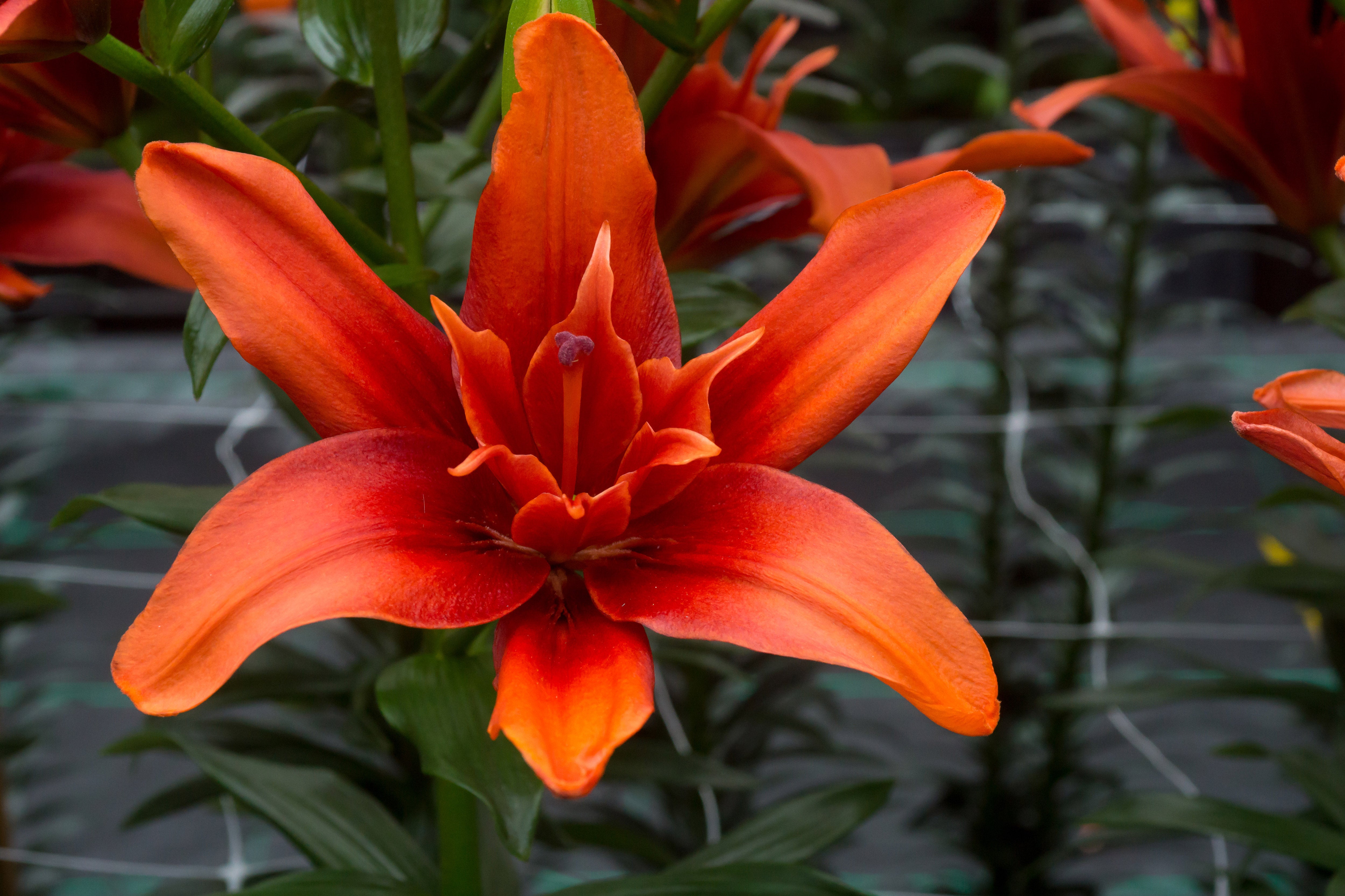 Lilium Red Twin